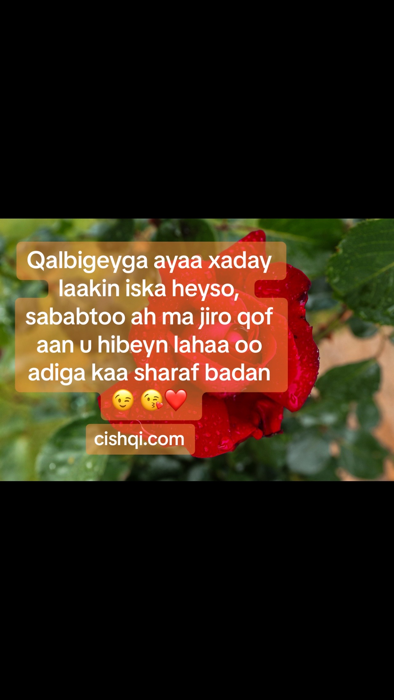 @CISHQI