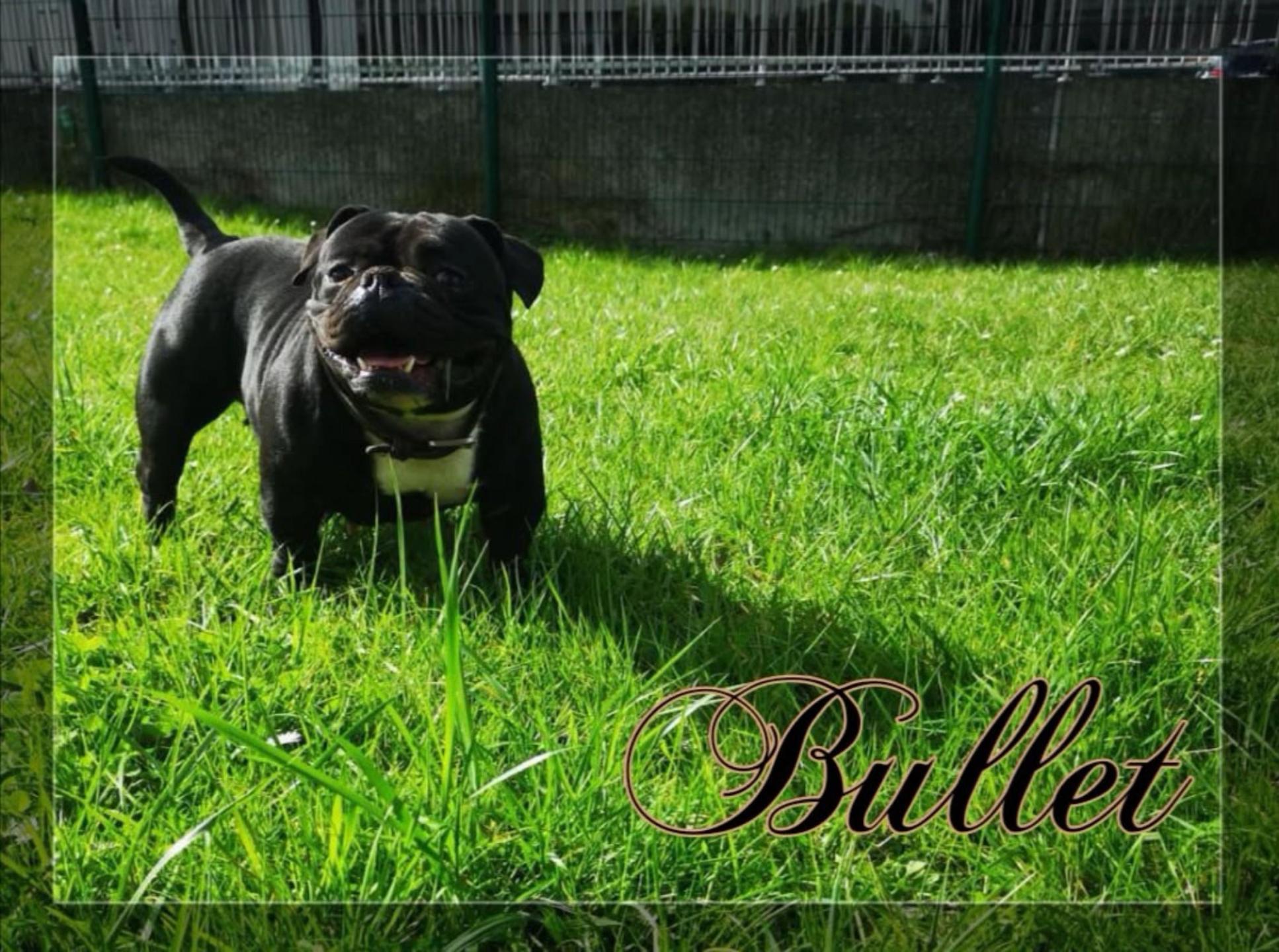 @mosthigh.bullycamp