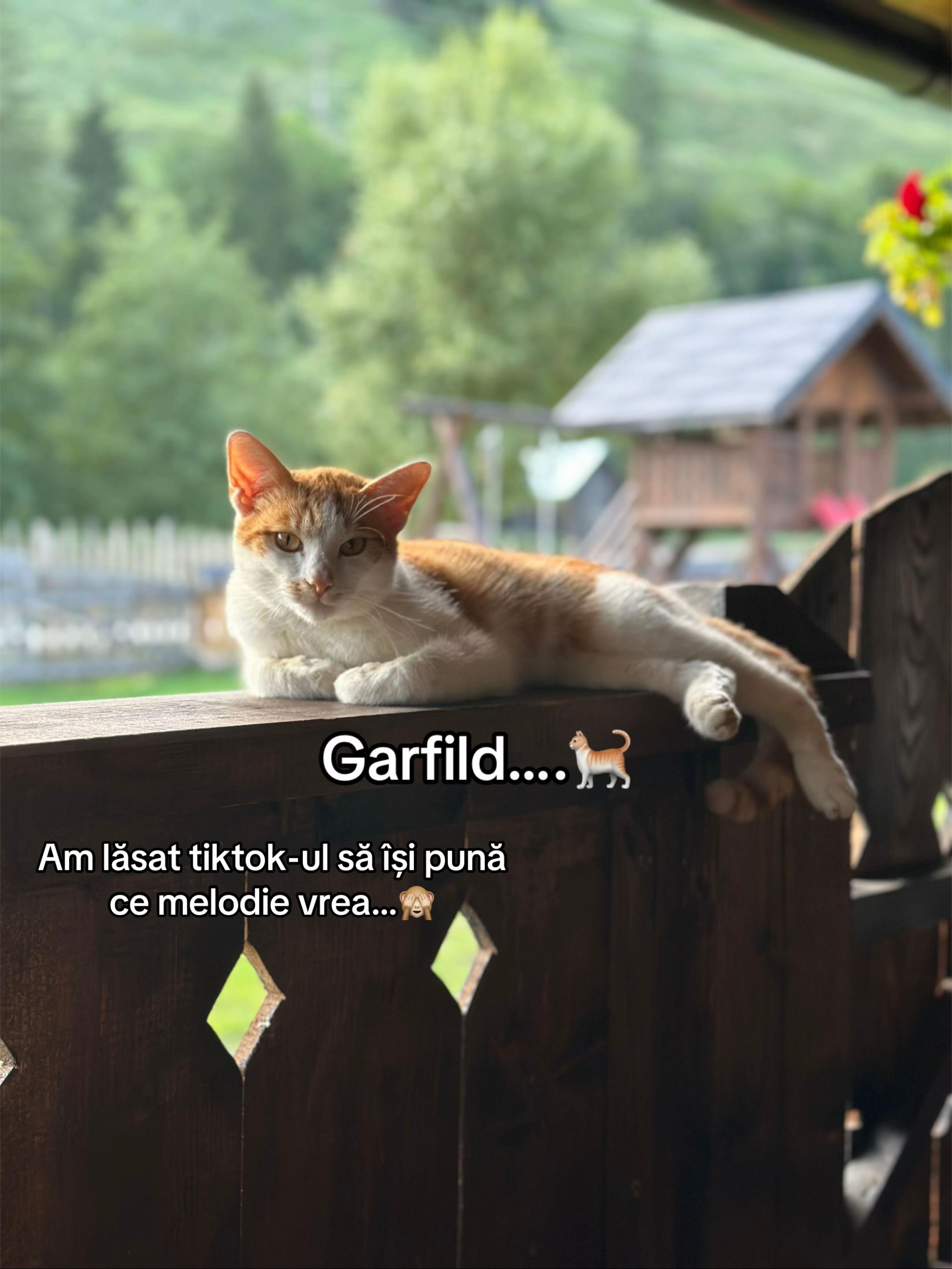 @Huțuleac Felicia