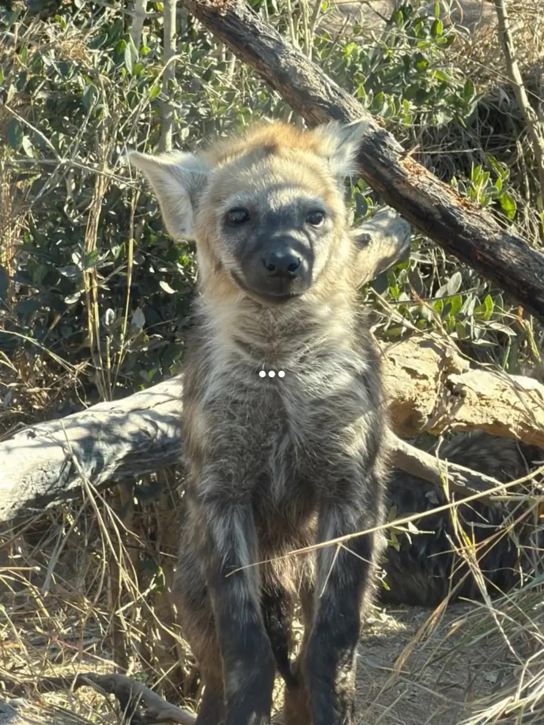 @AbrahamTheHyena🆒6️⃣9️⃣