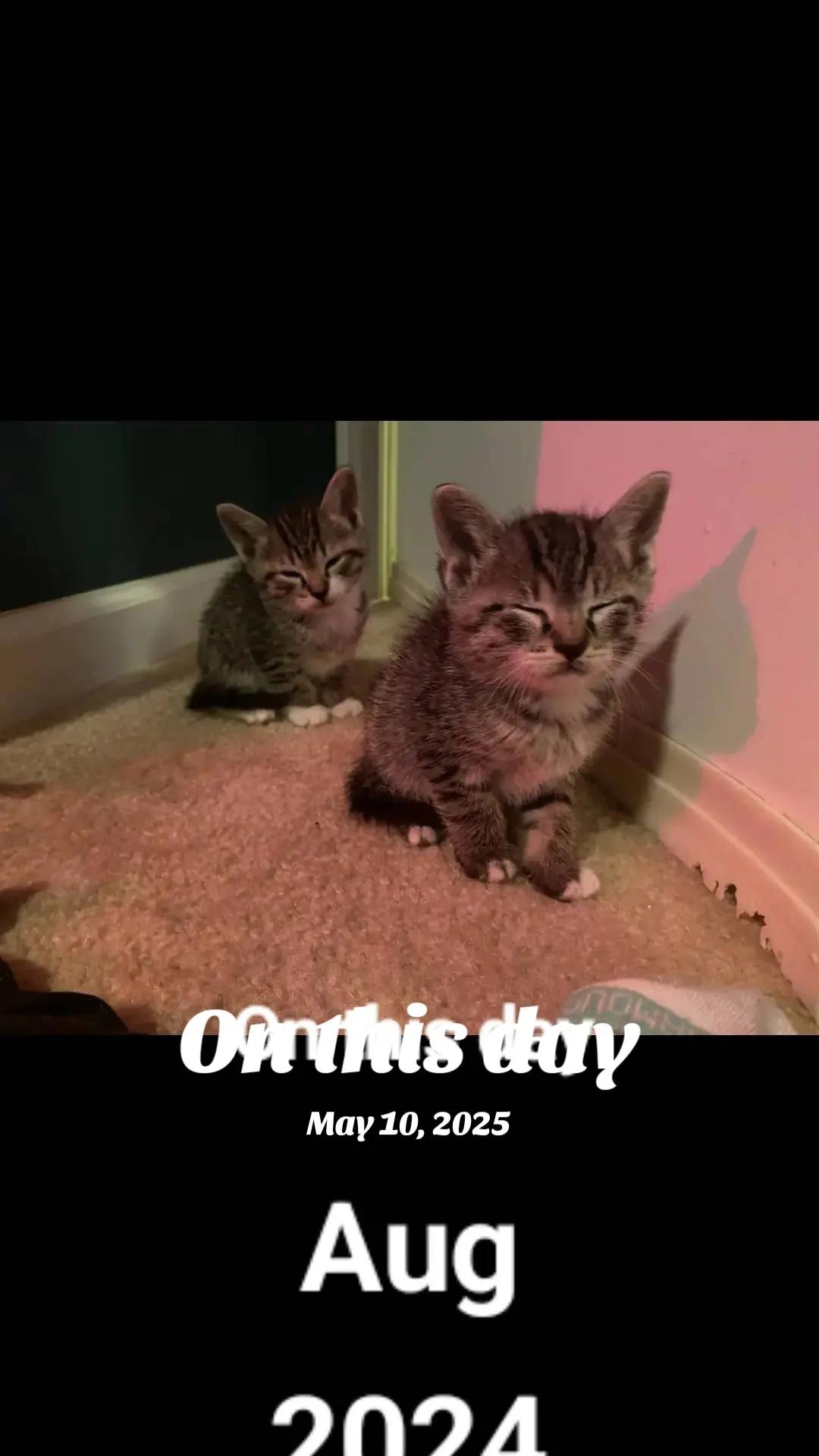 @Brittany Beauties Kittens