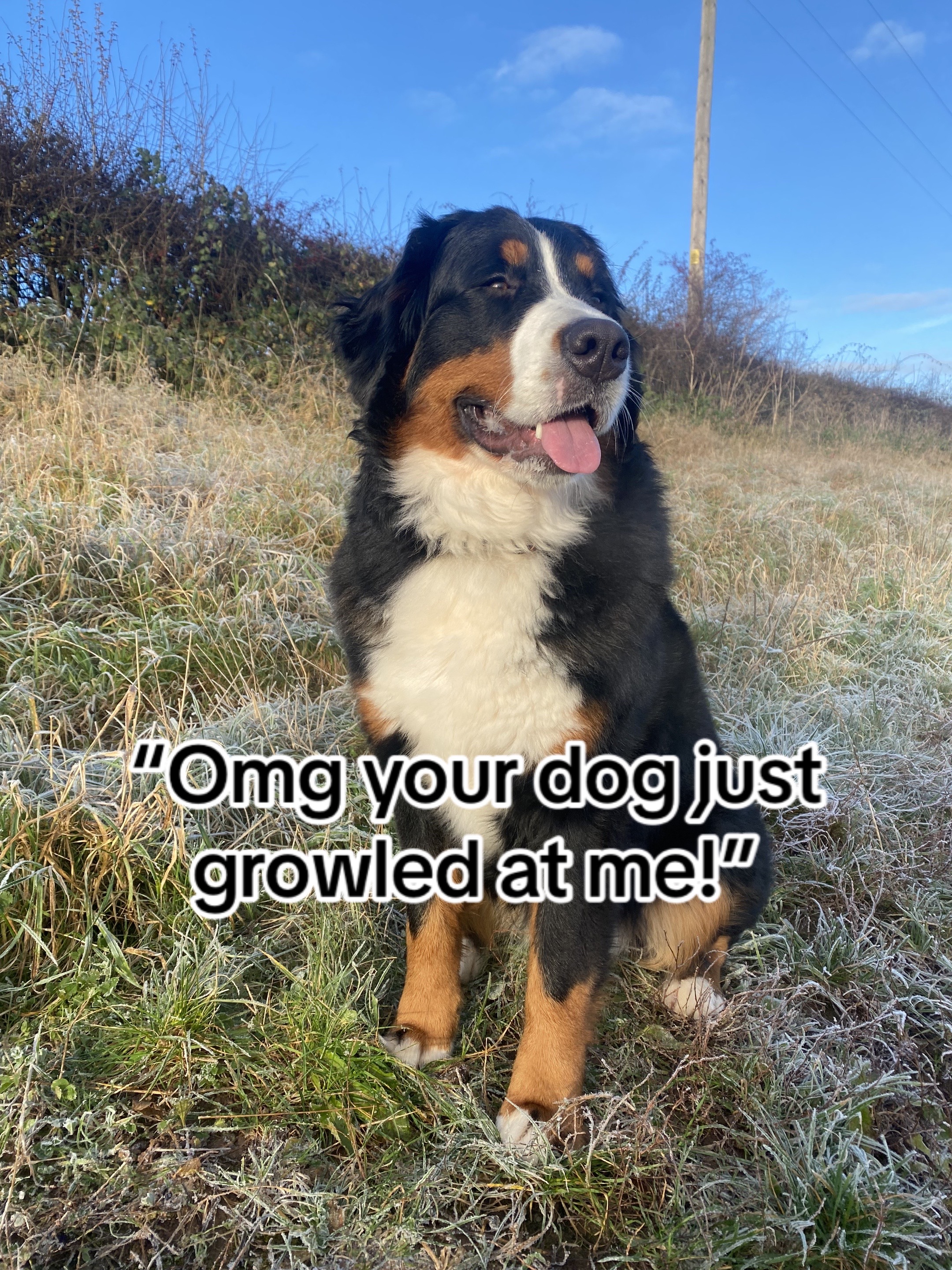 @Bramble, Ivy and Gino