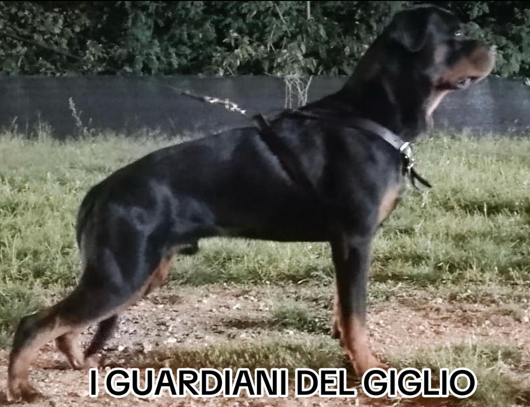 @I Guardiani Del Giglio-Rott