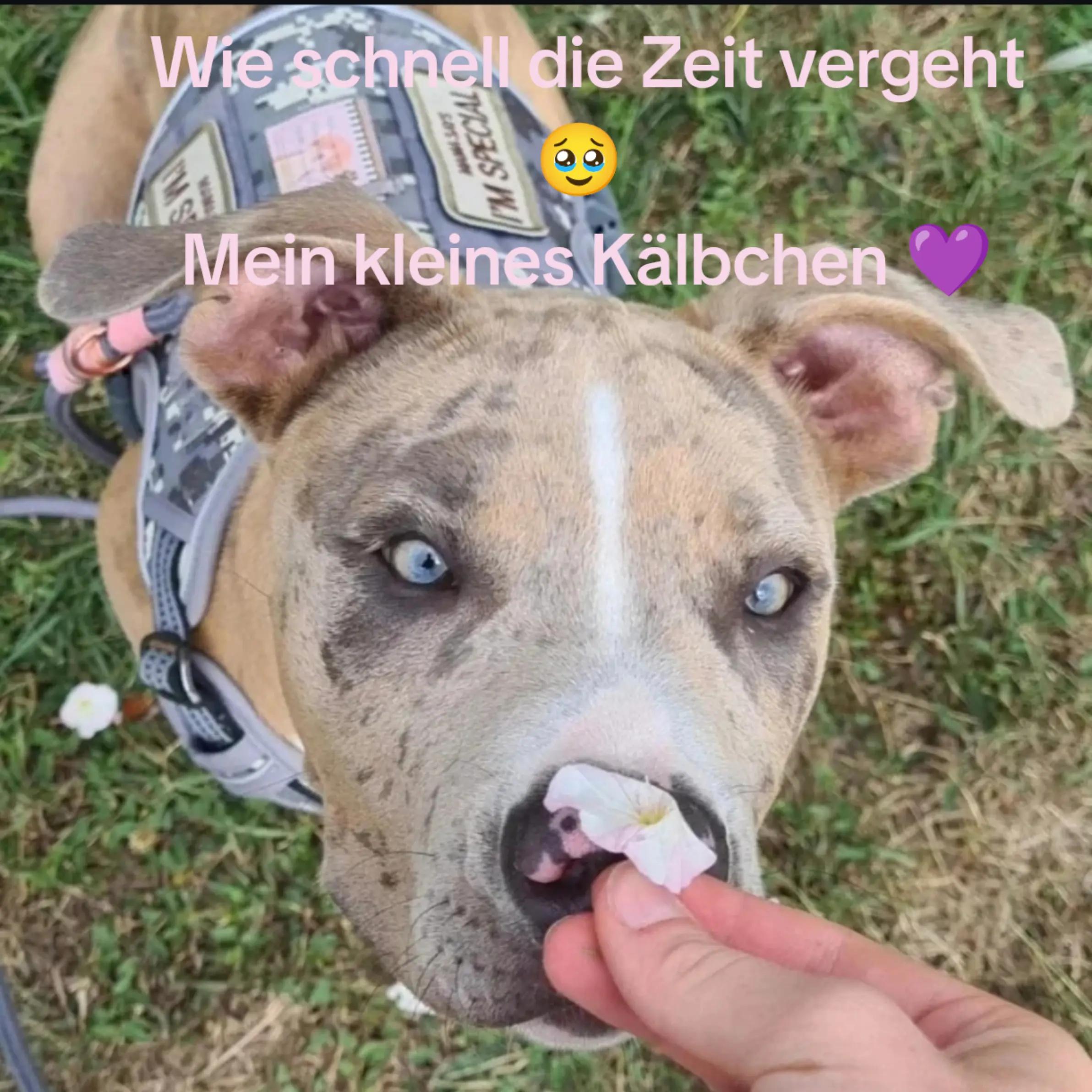 @puppiextreme