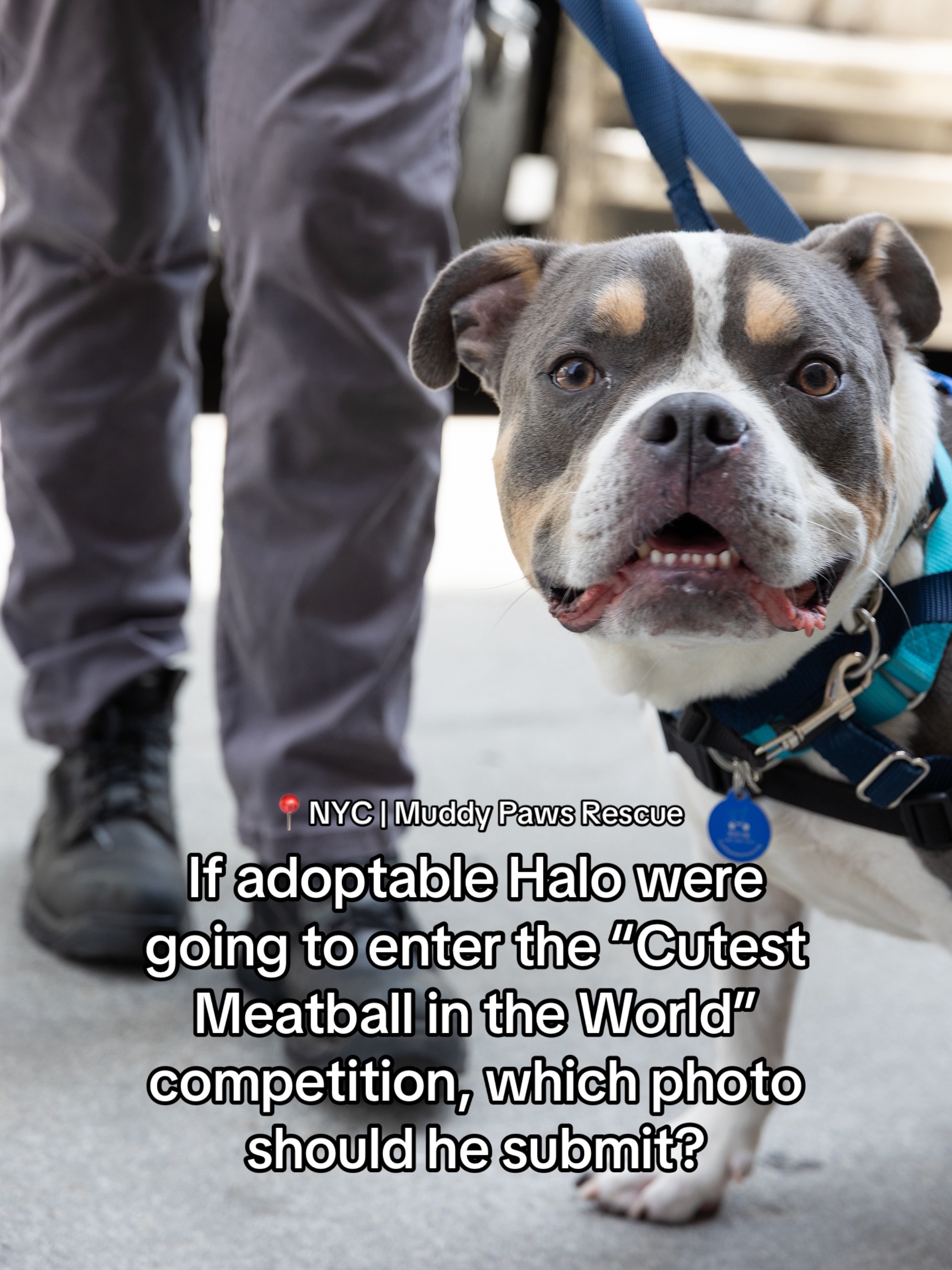 @Adopt a Pet