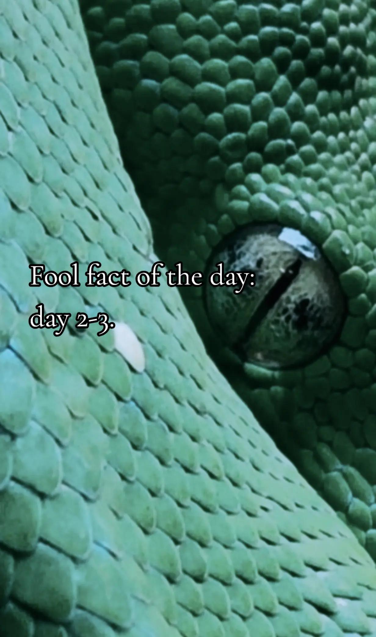 @🐍Dσƈƚσɾ Fσσʅ