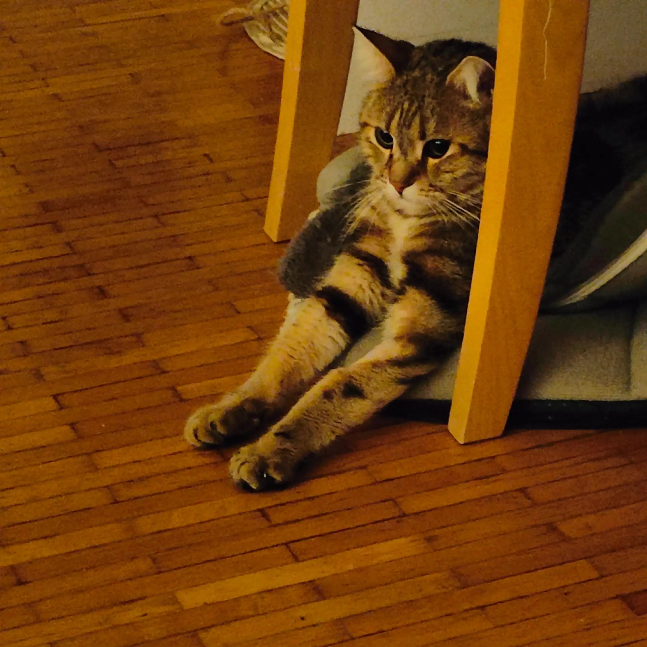 @Süsse Katze🐈