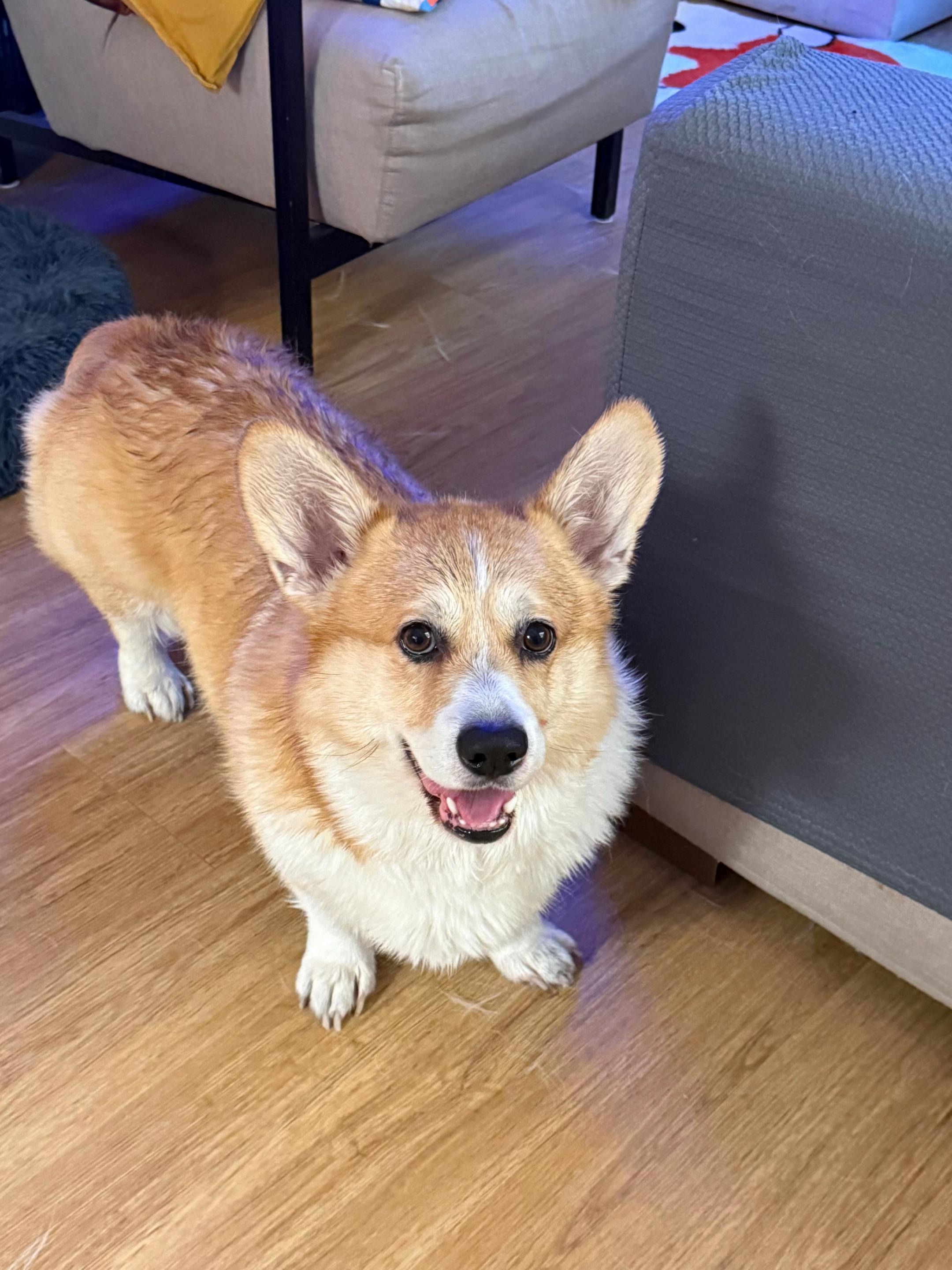 @Cheddar the Corgi