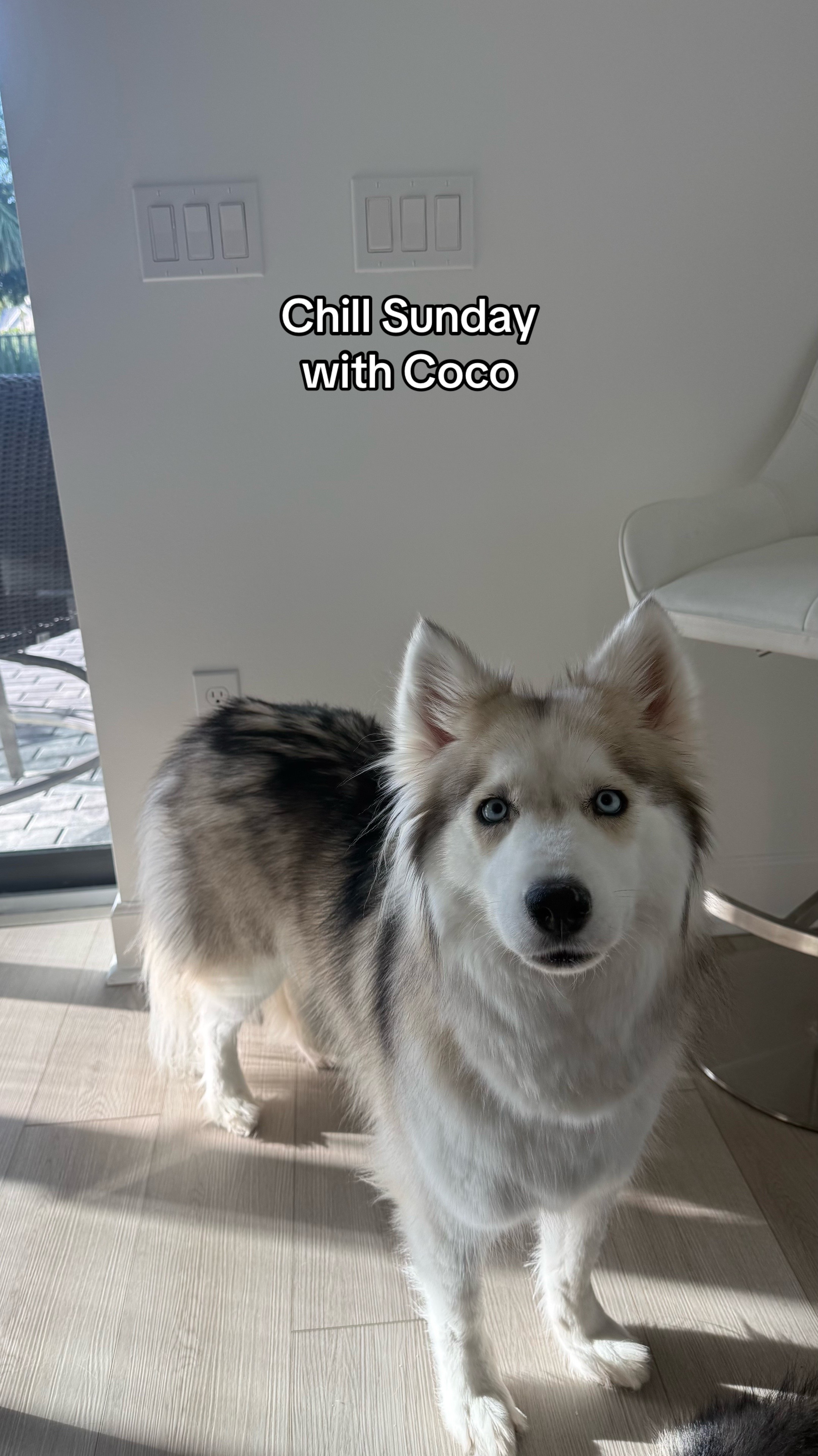 @lifewith2huskies