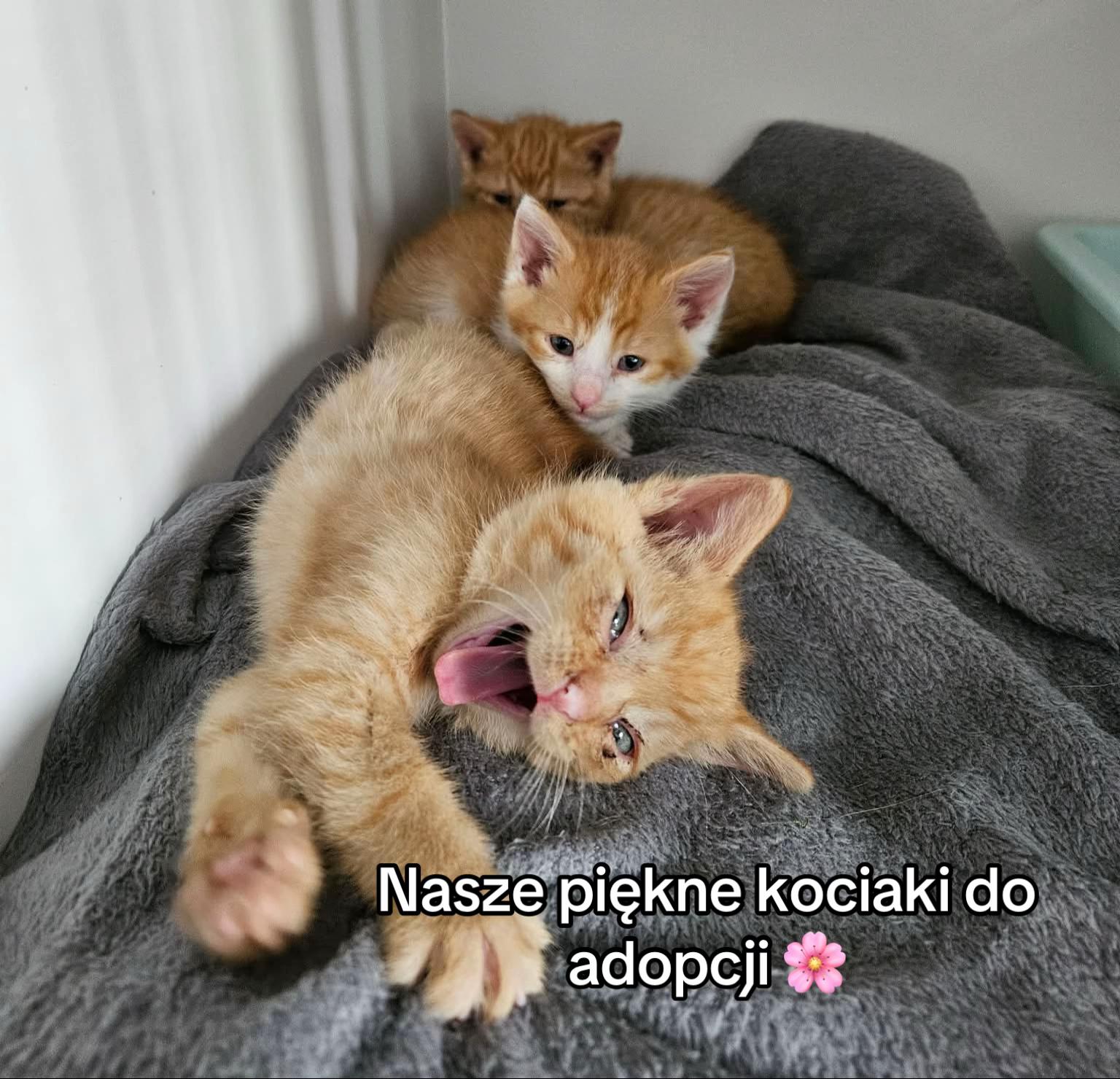 @StrzalkosiaV2