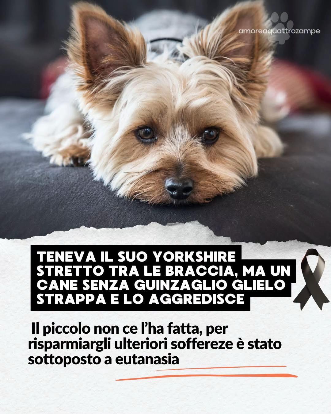@Amoreaquattrozampe.it