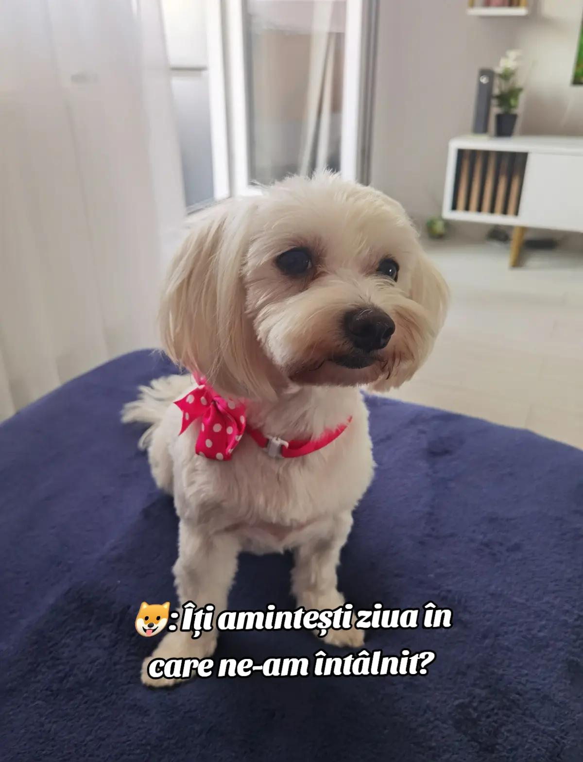 @Raluca Ionescu