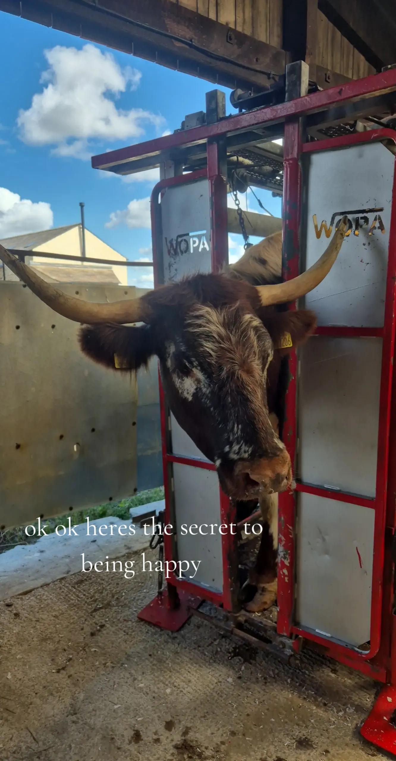 @m.scott 🐄🤠