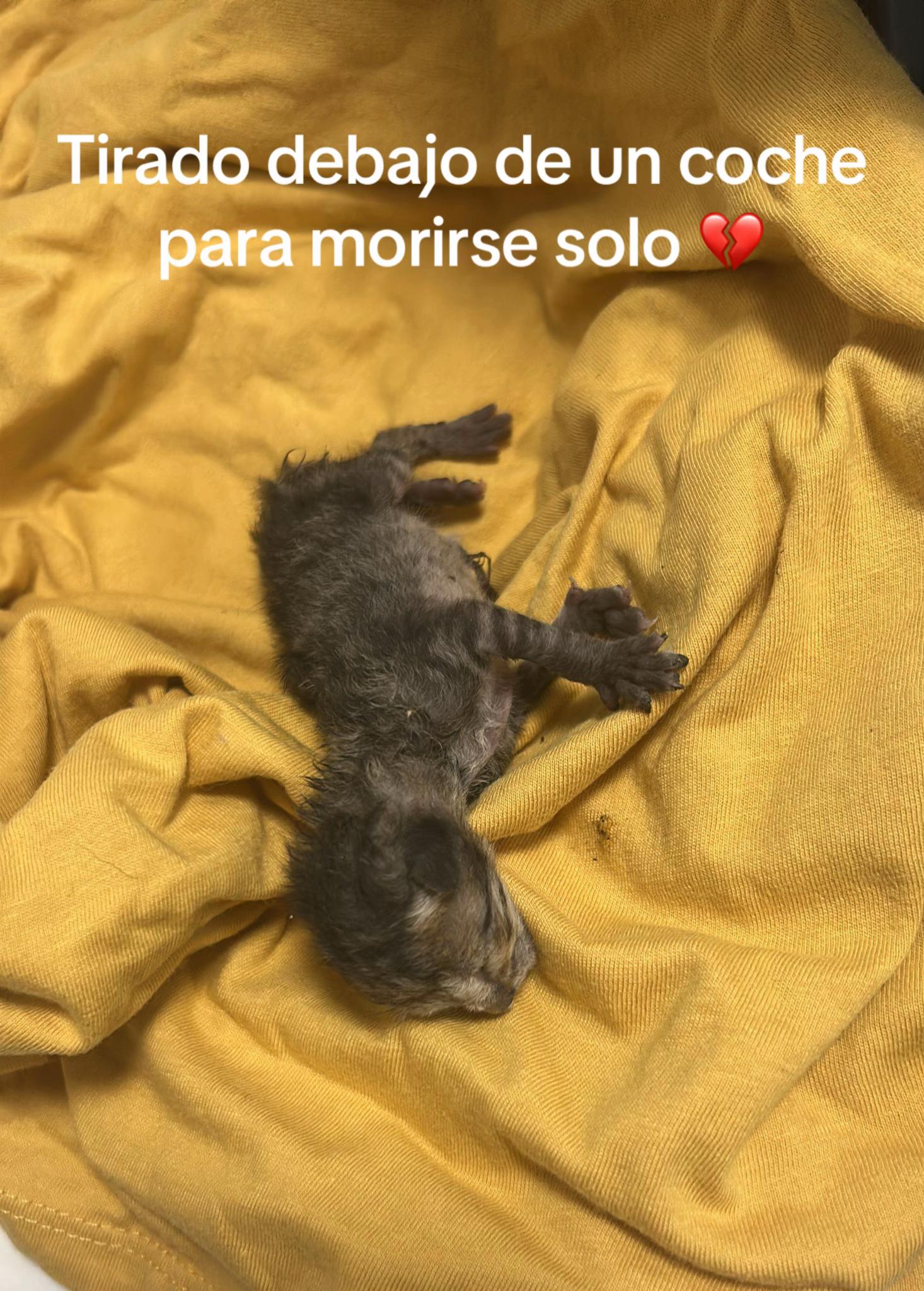 @aguiproan_protectora