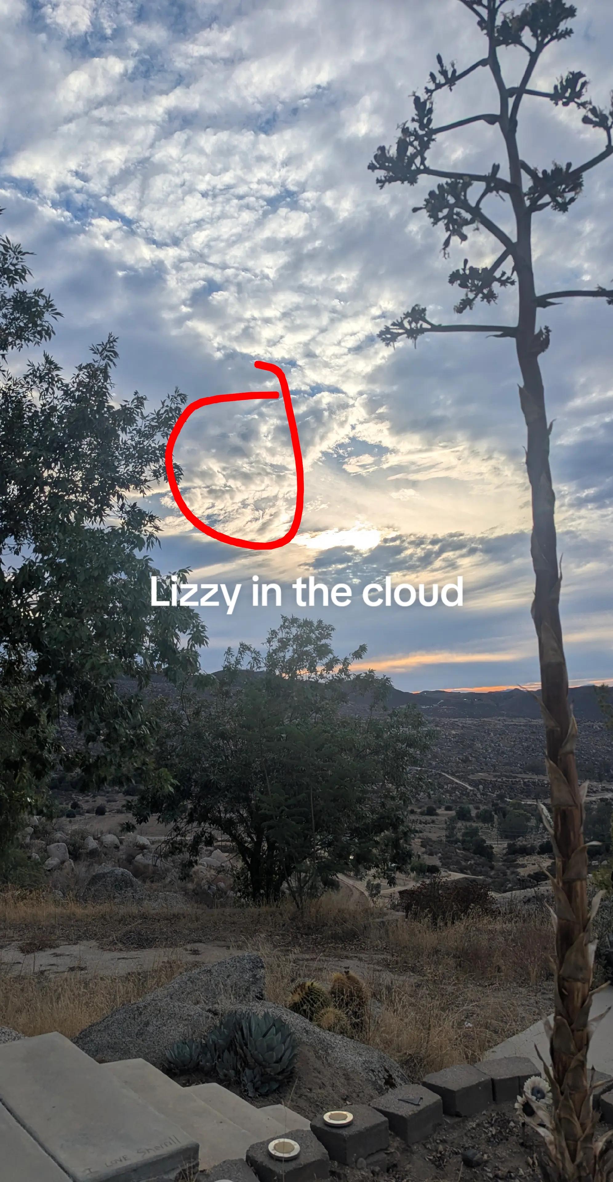 @Lizzytheyorkie