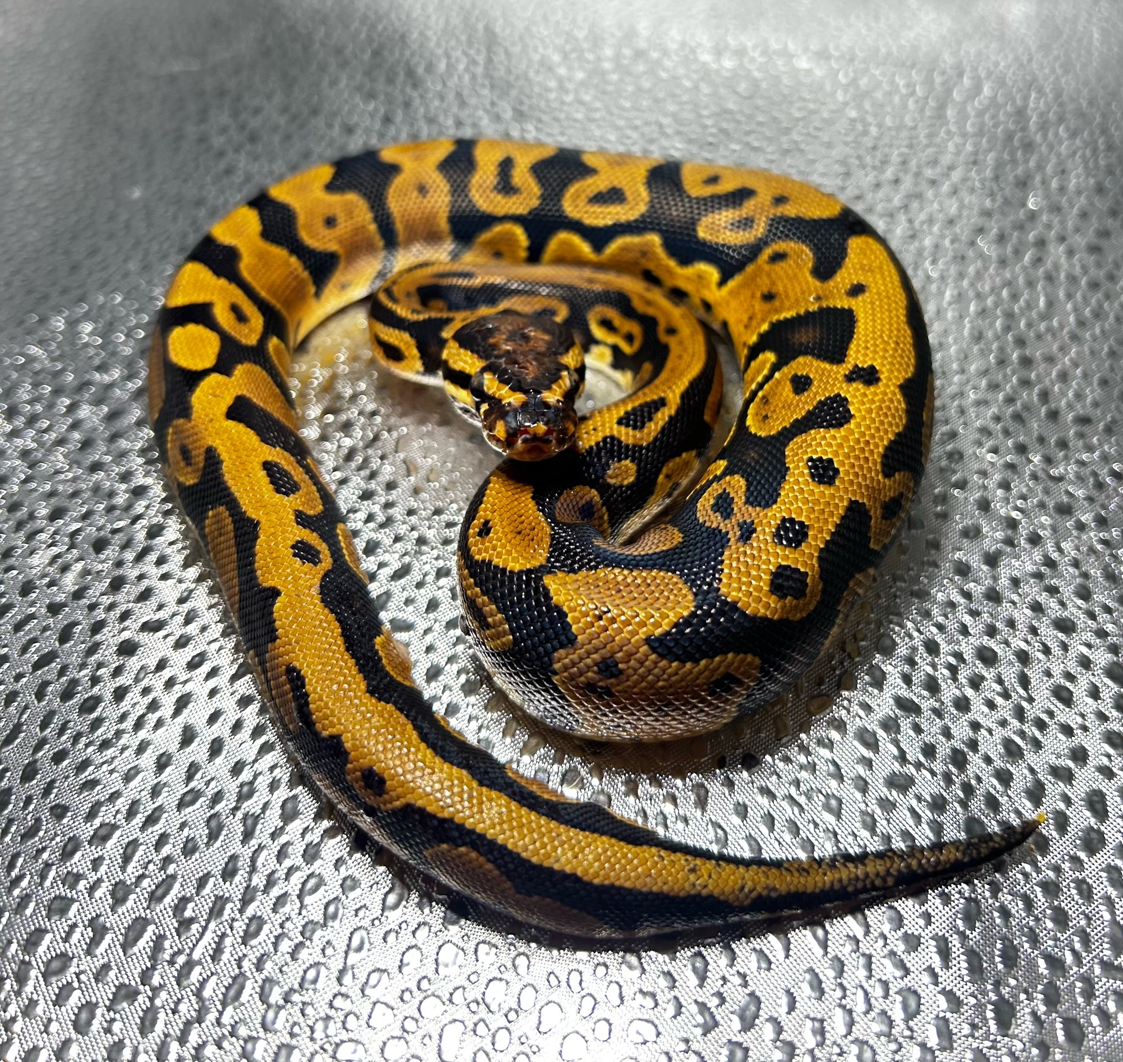 @Elliott Exotics