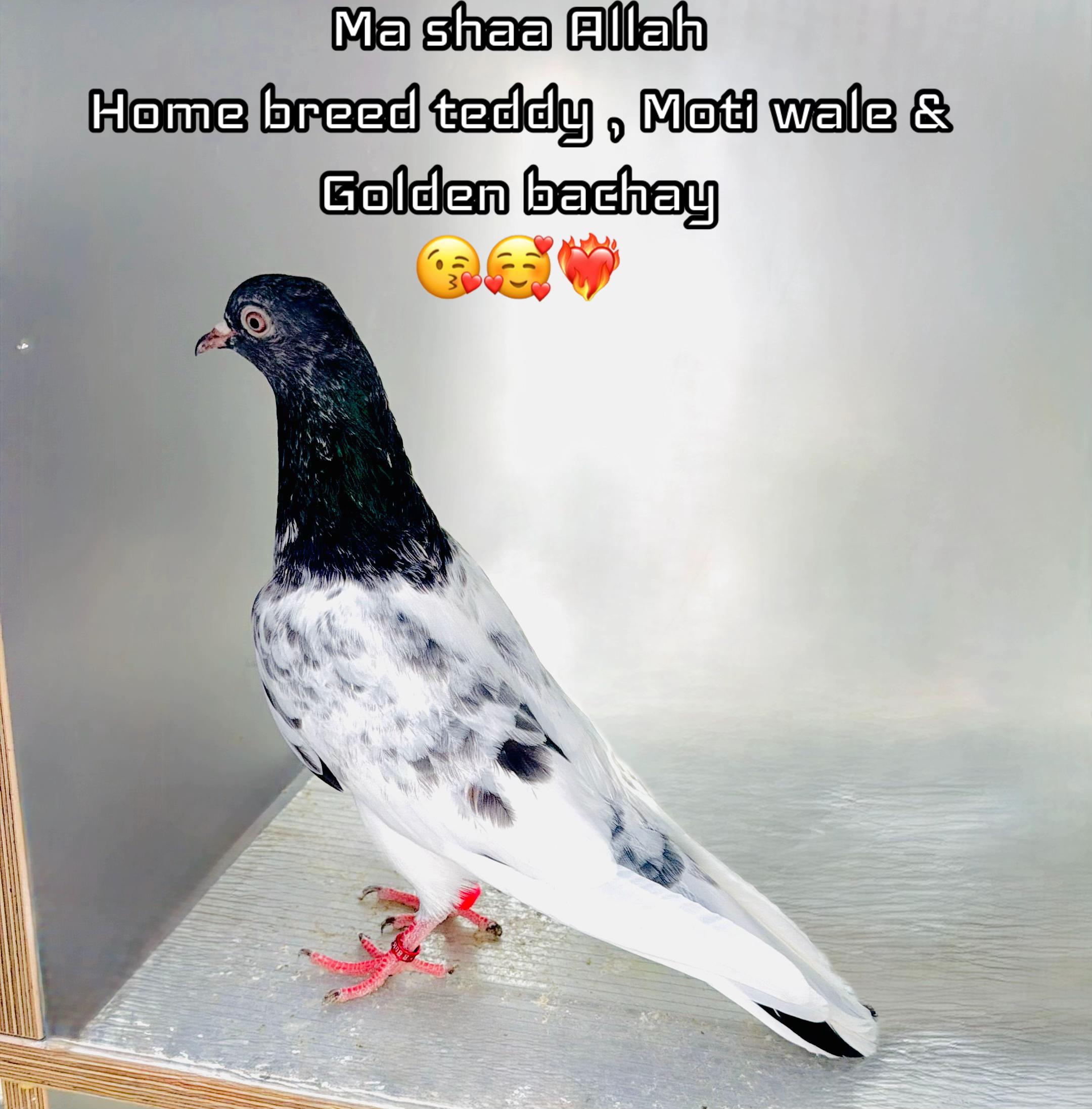 @DKB🇵🇰ĦighFlyerPigeonClub 🕊️