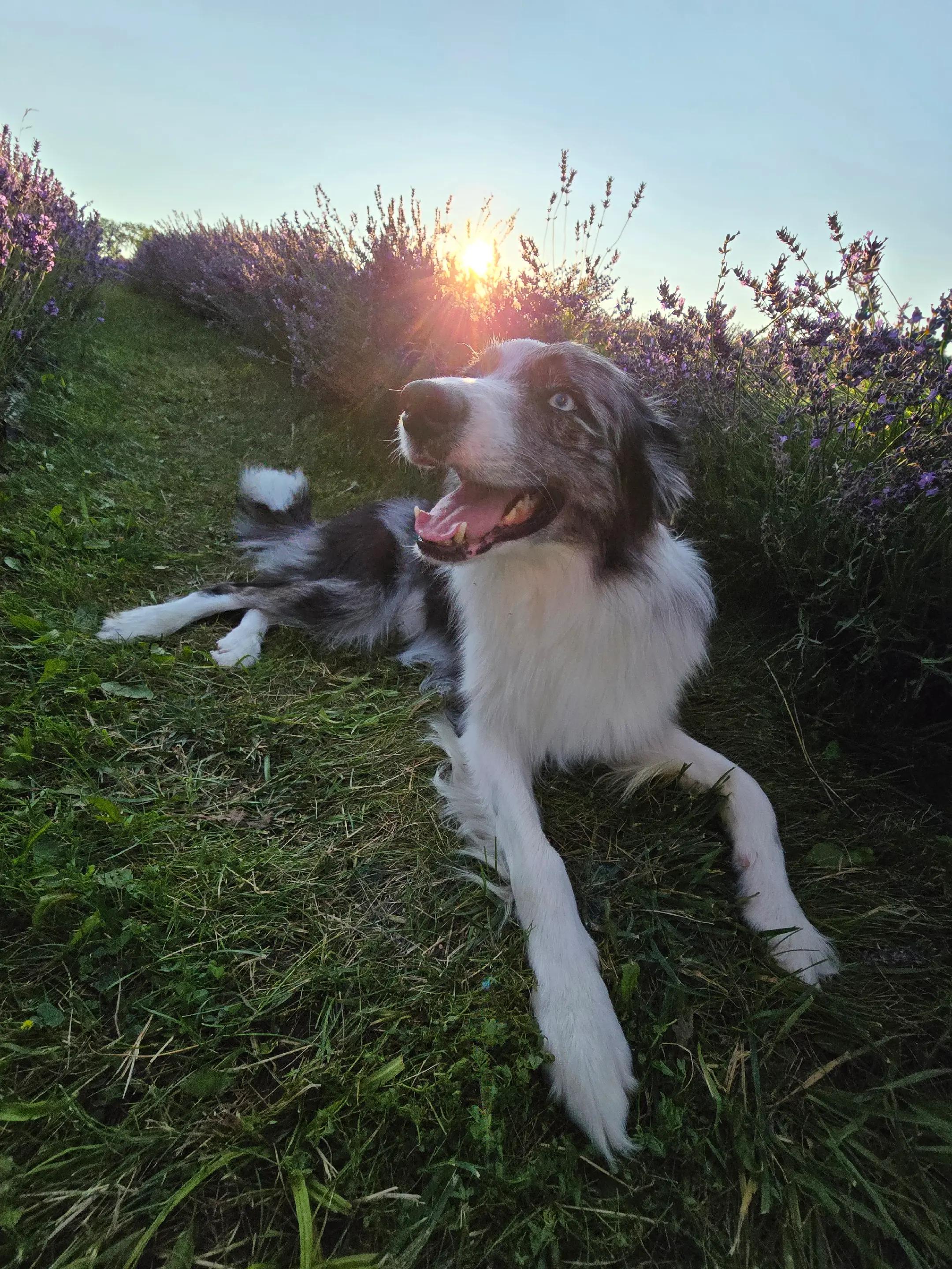 @Thunder Ridge Border Collies