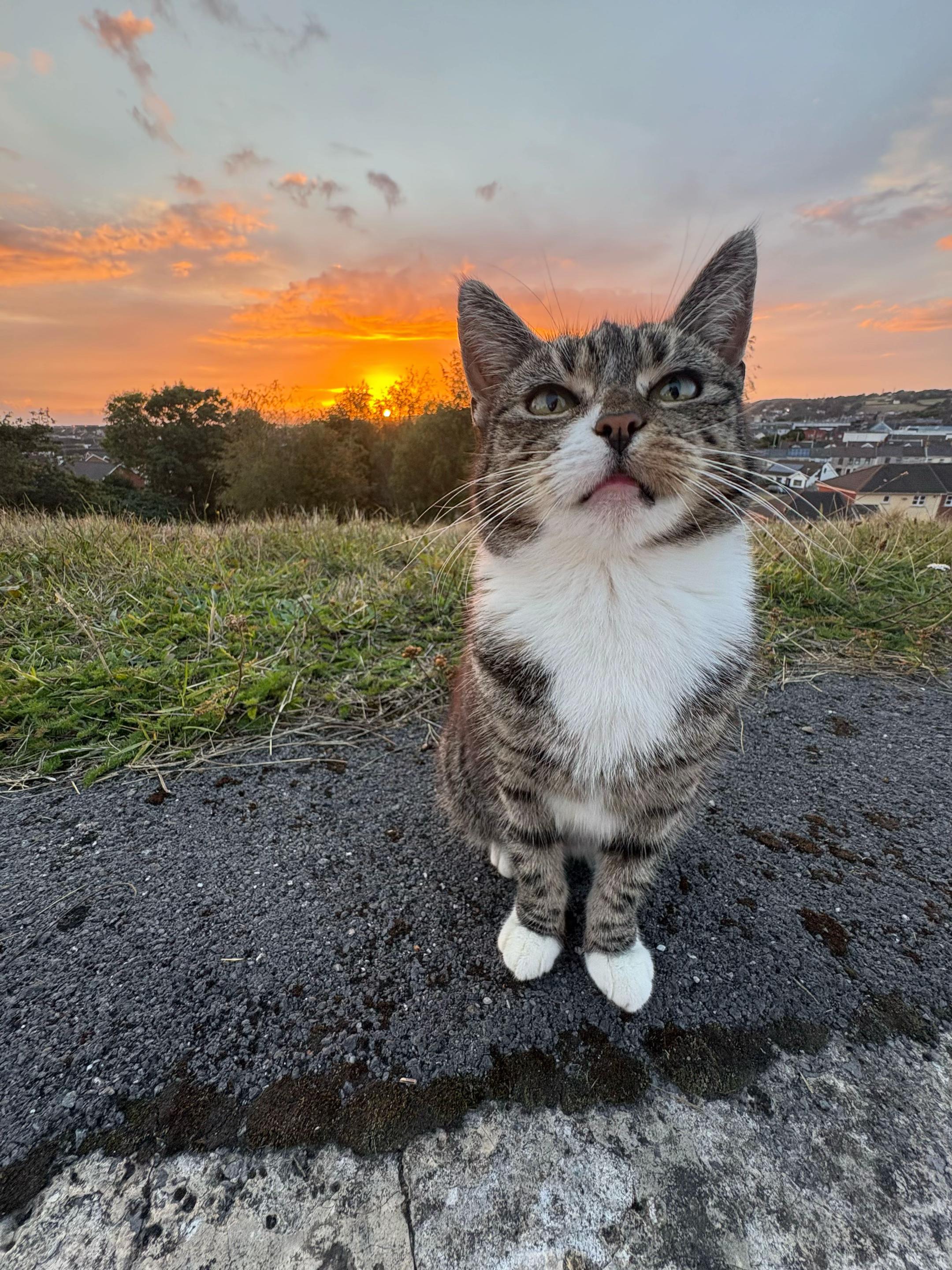 @Mittens