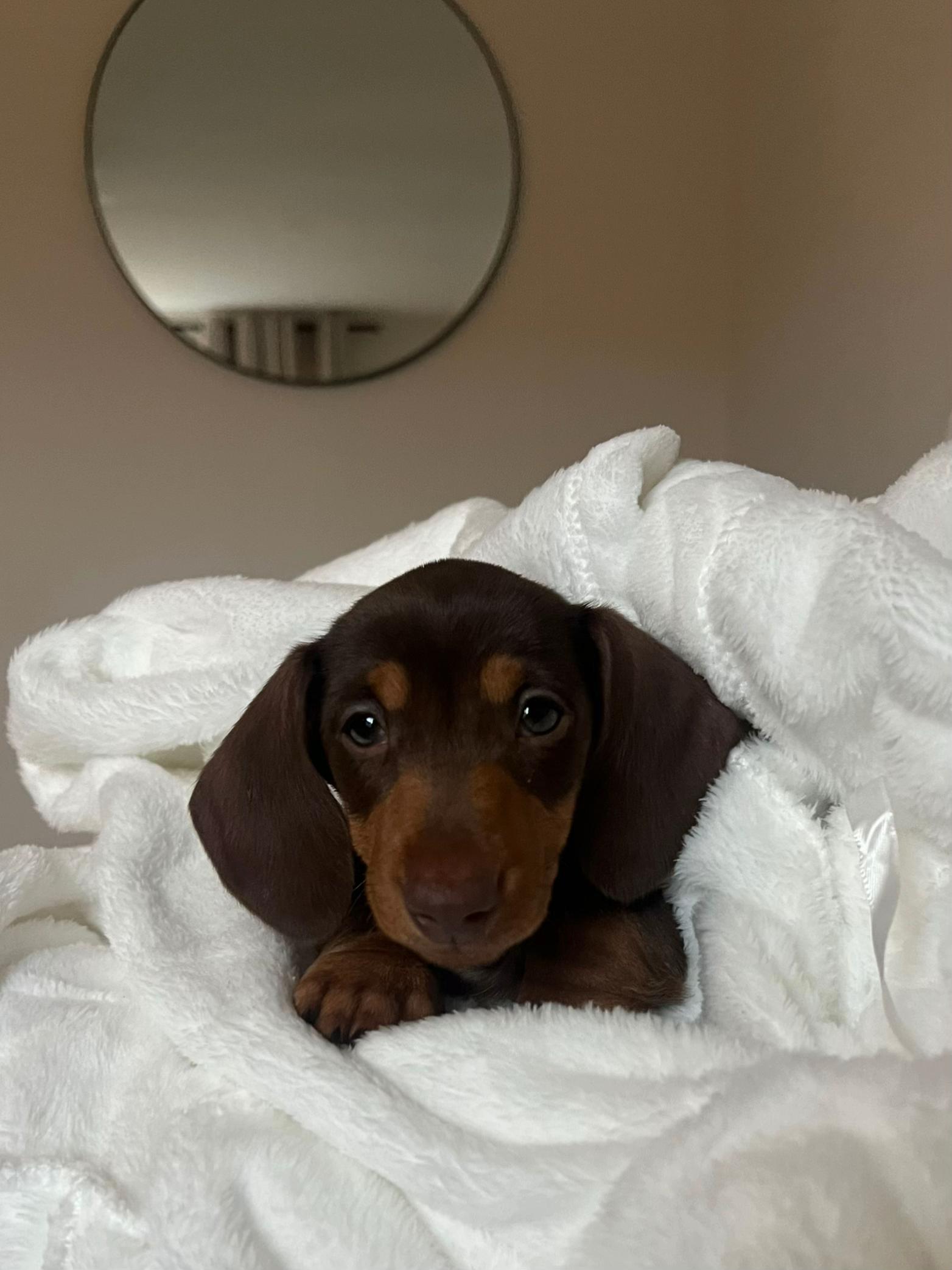 @novathedachshundx
