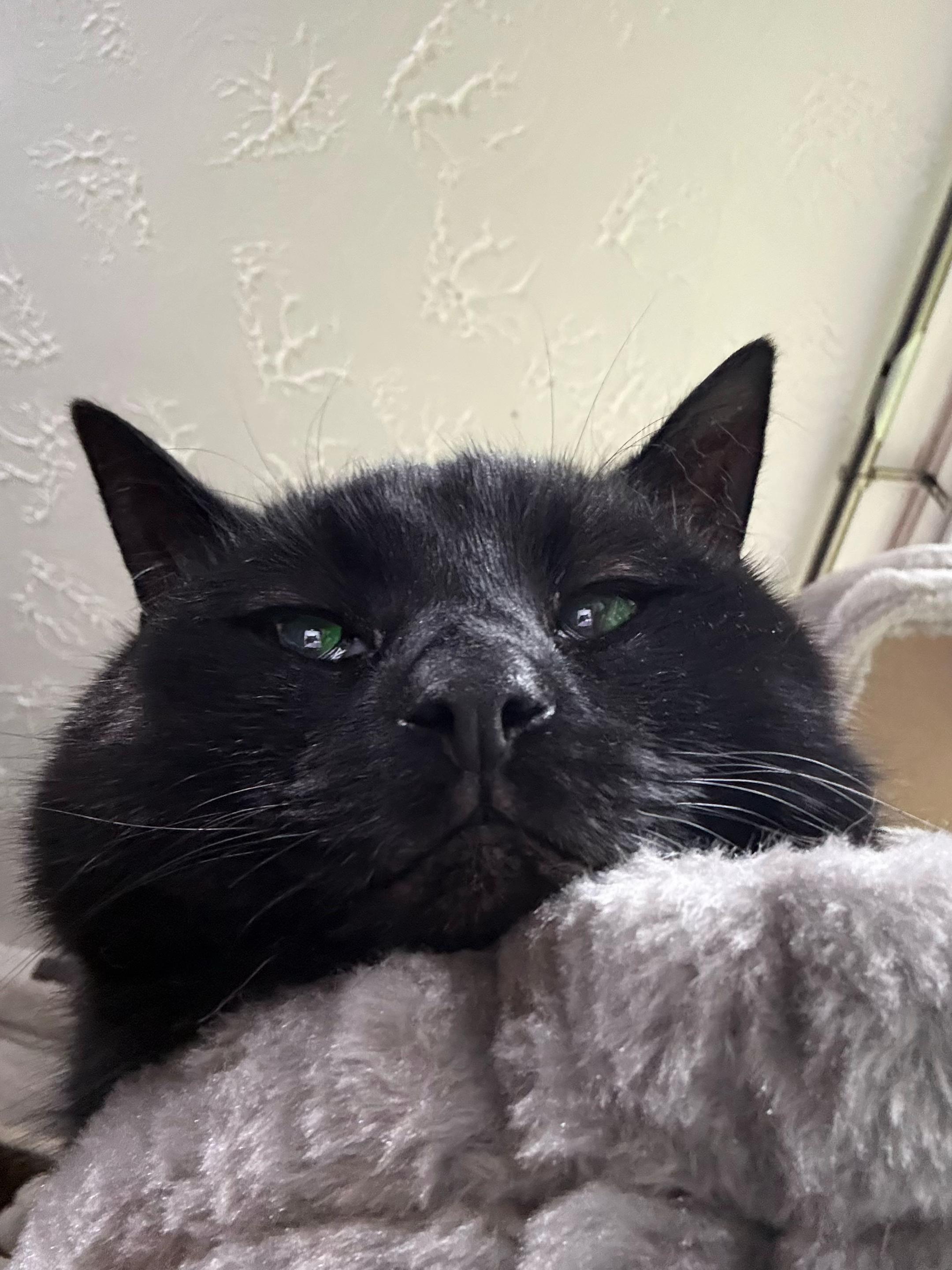 @Teefie_tribe 🐈⬛🐈⬛🐈🦷🦷