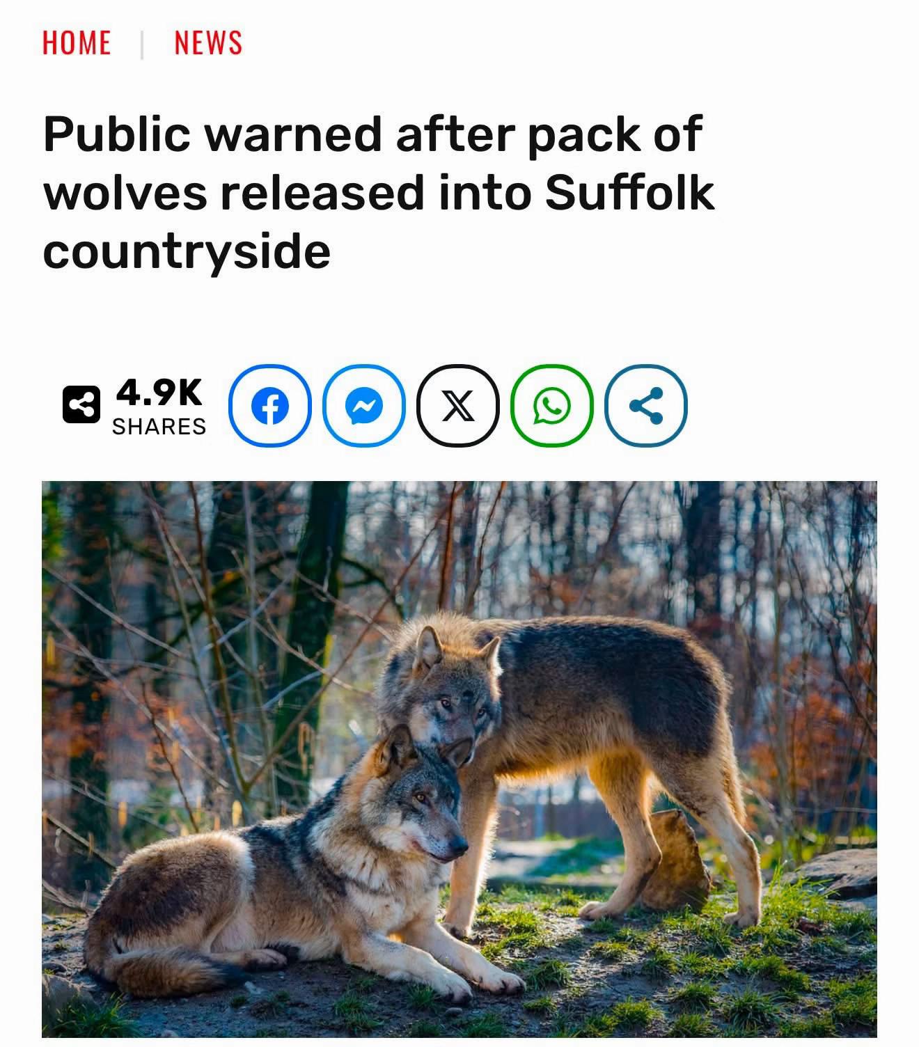@Ellie’s Wolf Travel 🐺