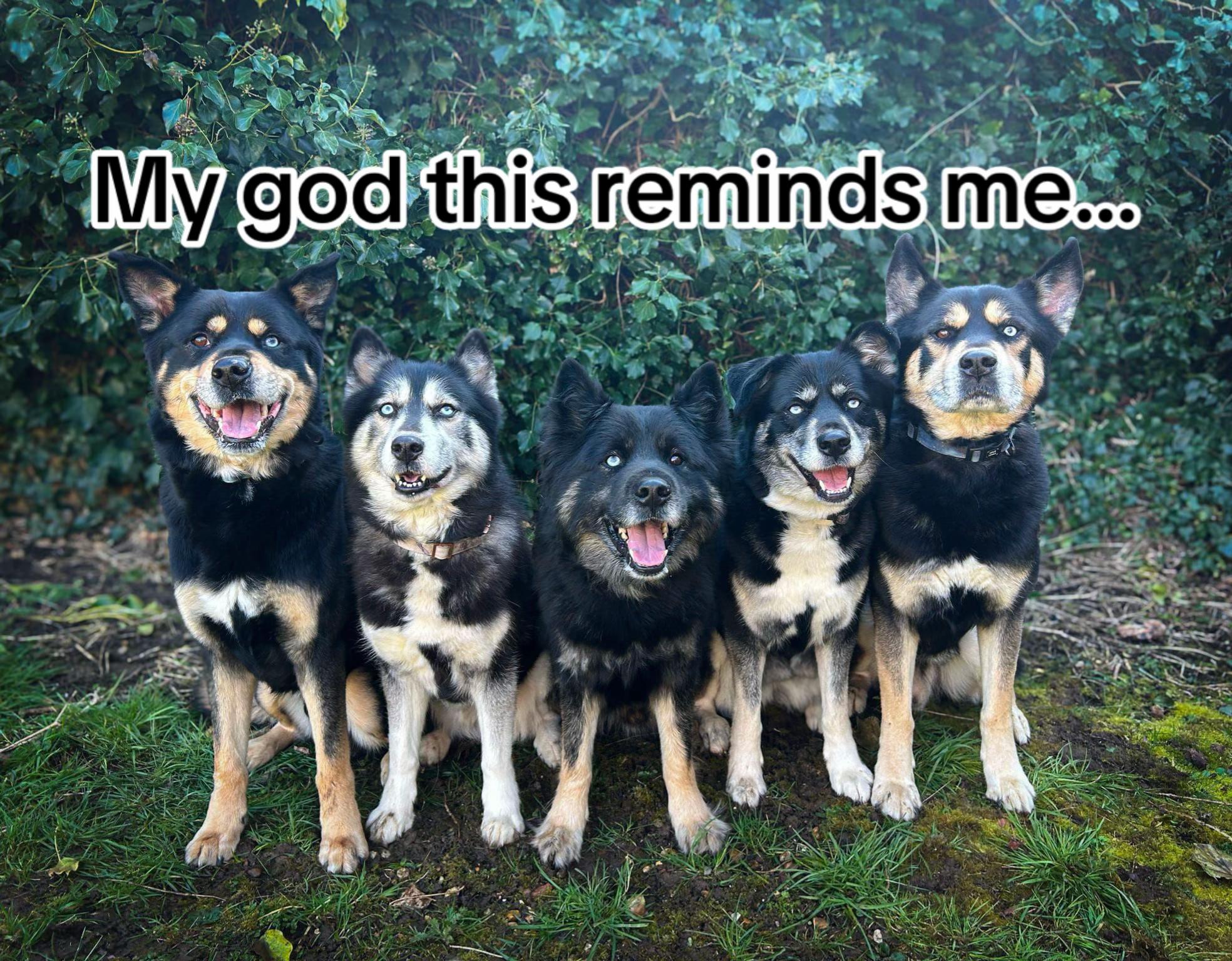 @Pawsome Fivesome