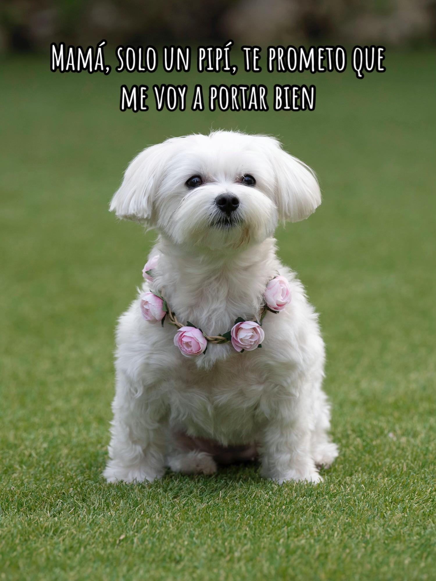 @Darla 🧡🐶🧡