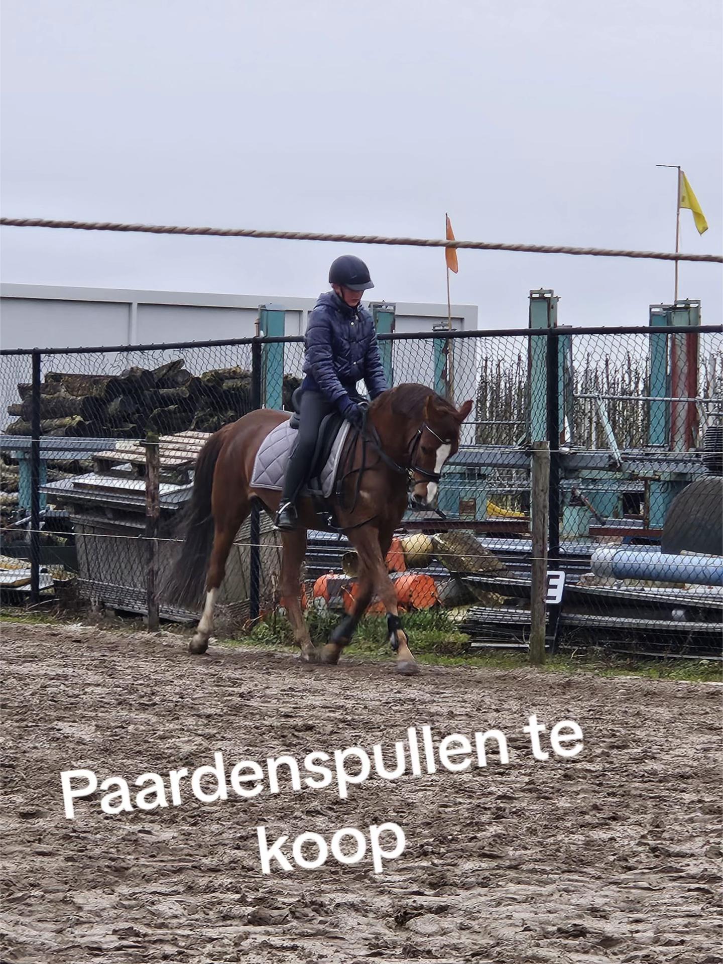 @🇳🇱Anouk Emaus🇳🇱