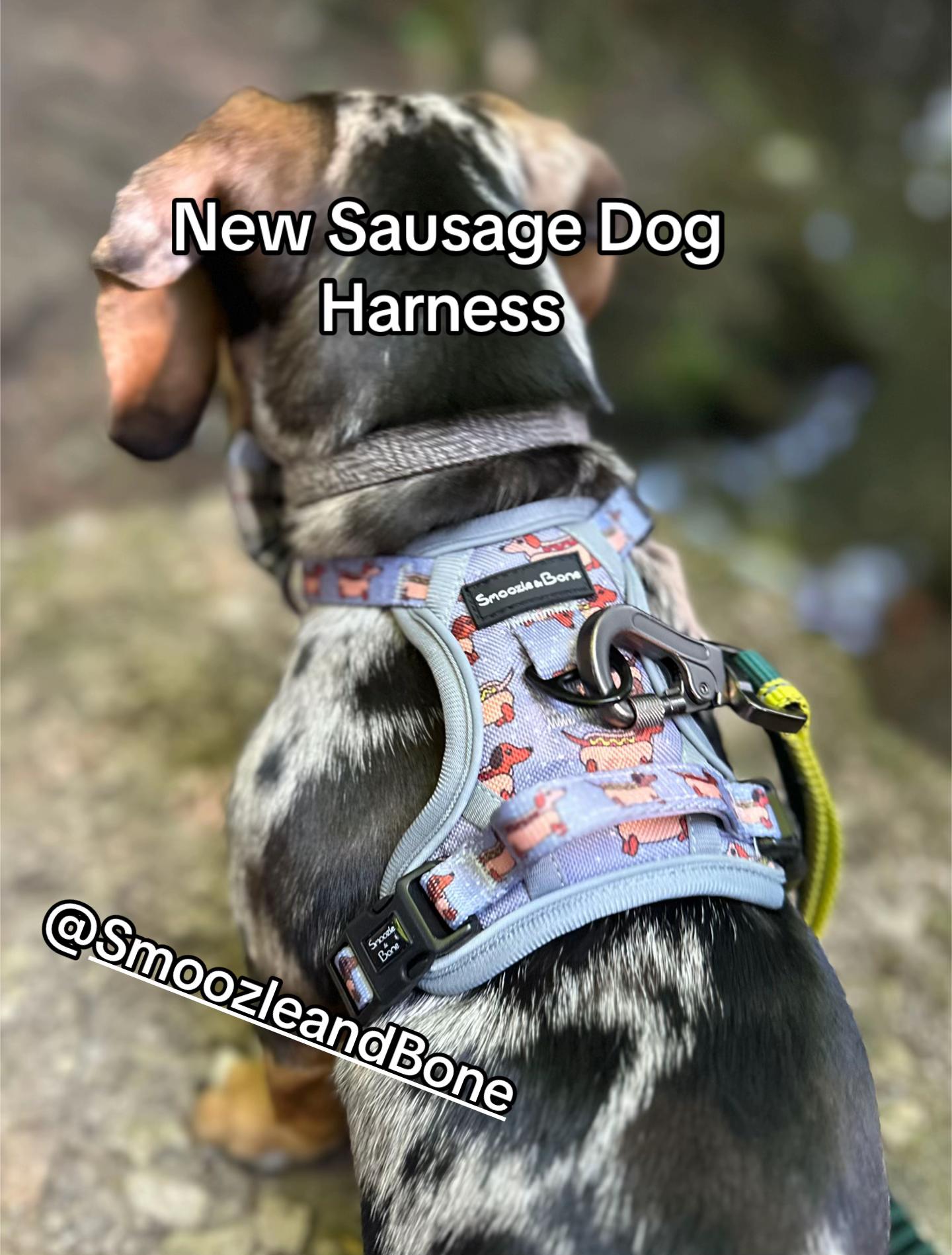 @Maverick The Dachshund