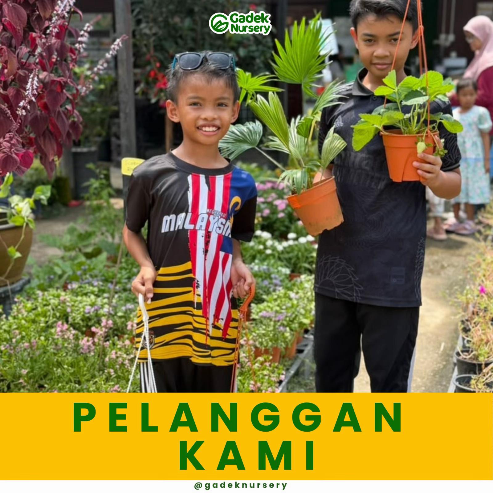@Gadek Nursery