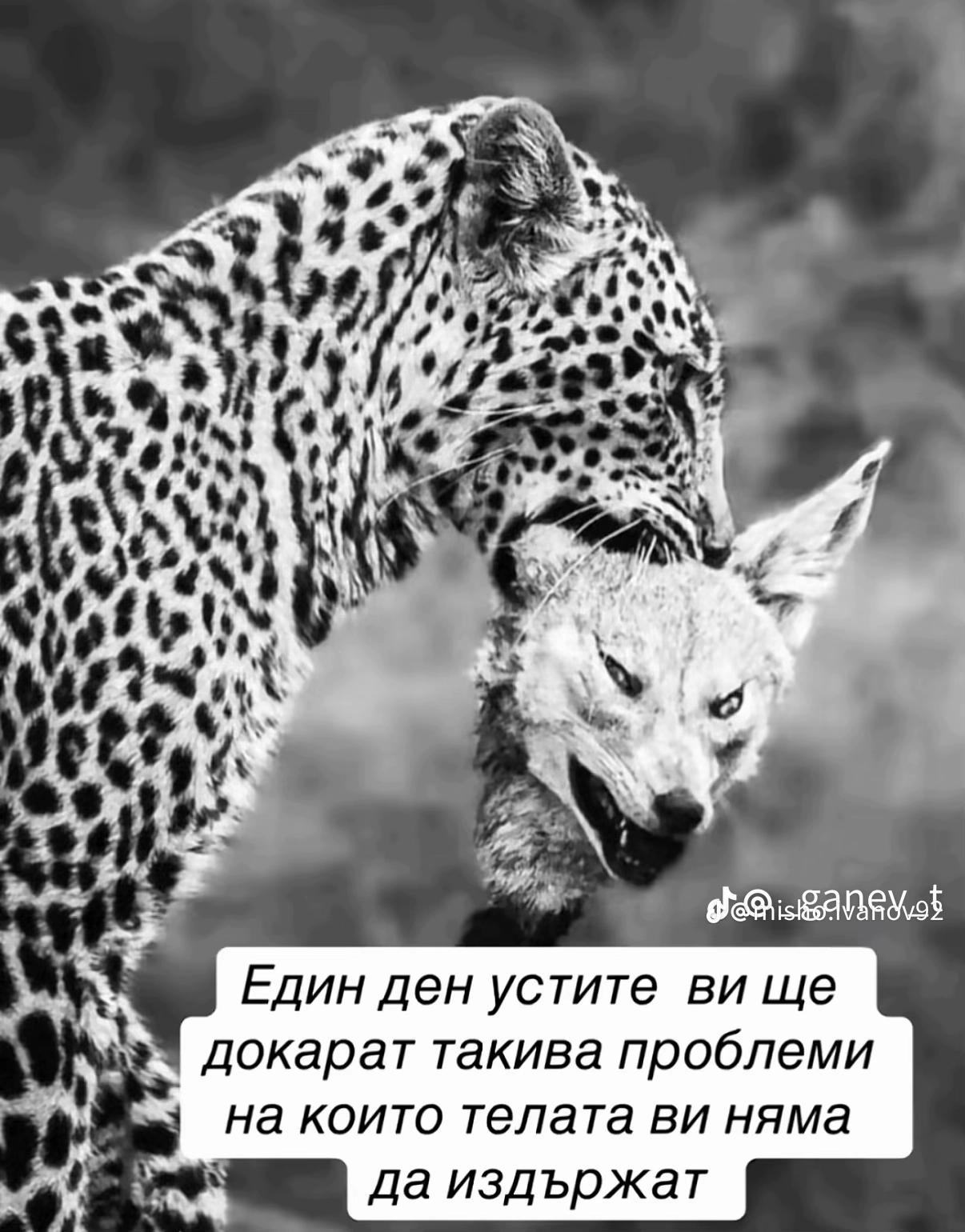 @kobrataa775