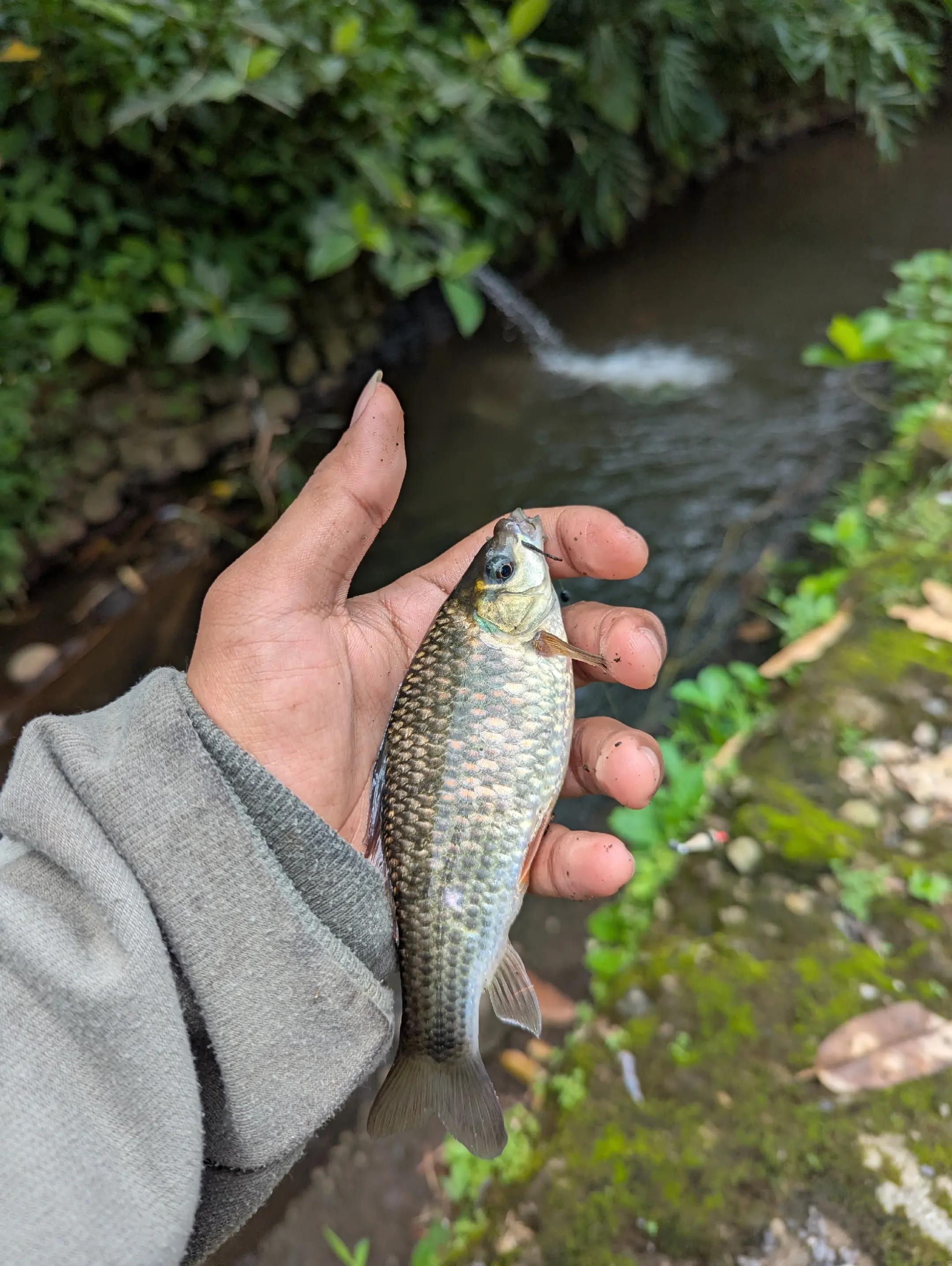 @Mancing Everyday