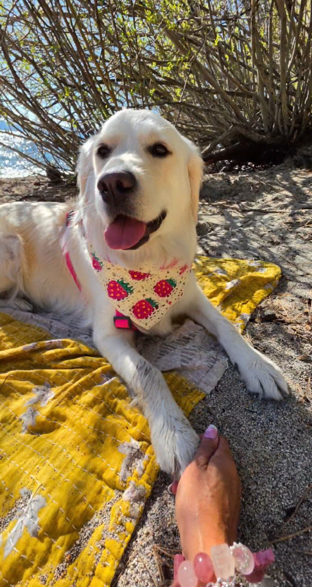@DoggieMamaFurever&hearts;️🐶