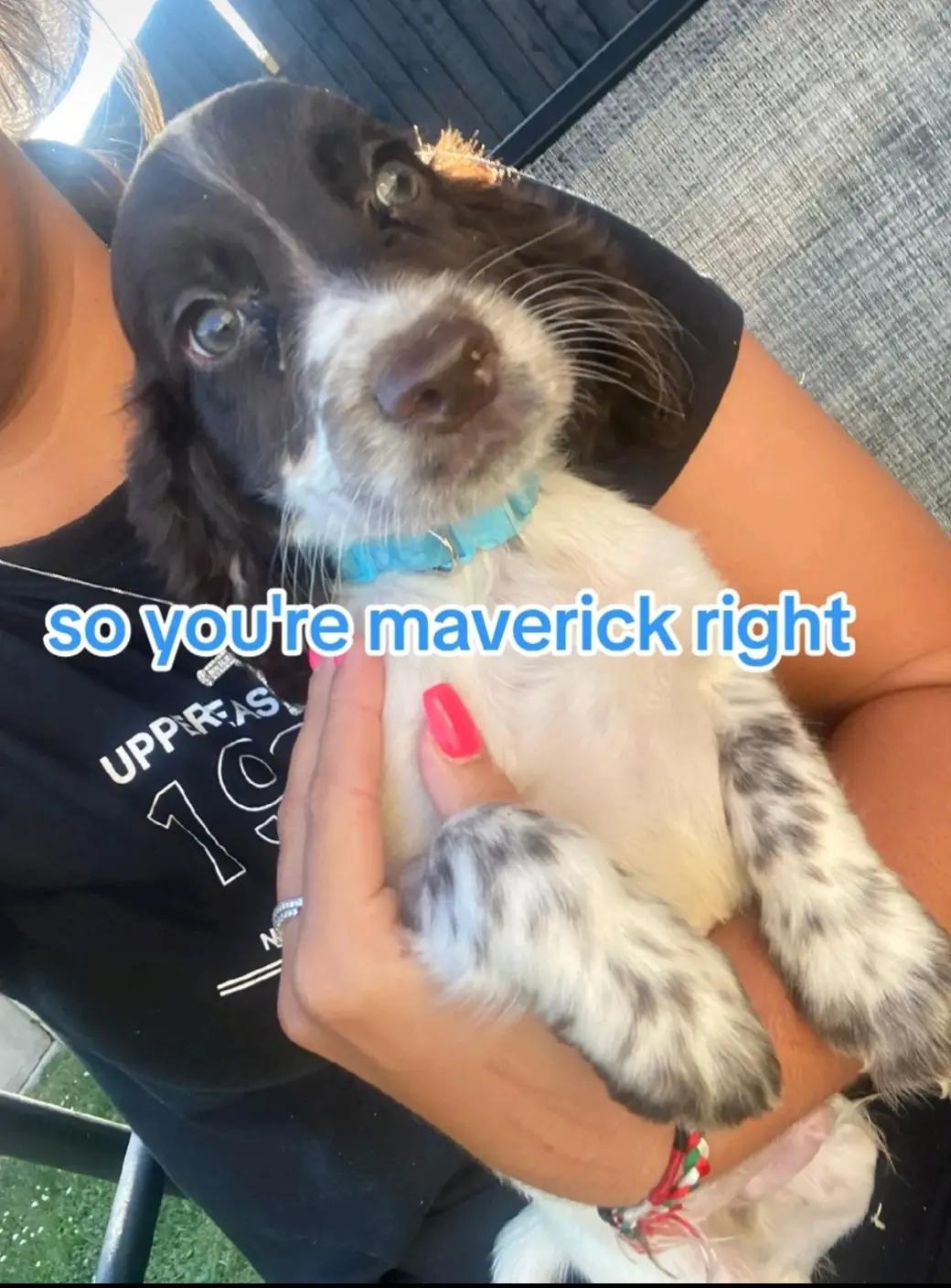 @Cocoa and Forrest 🐕&zwj;🦺🐩