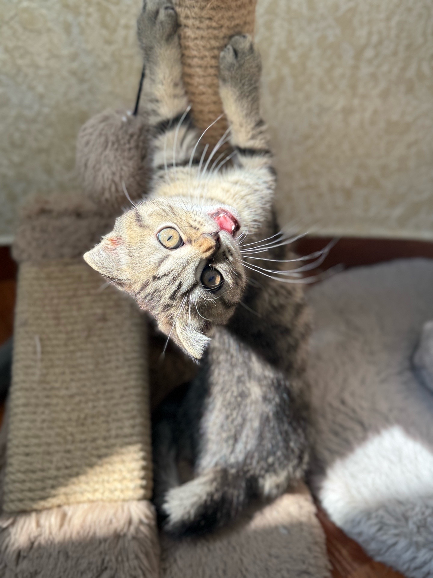 @doni_dori_melo_balu🤍🐾