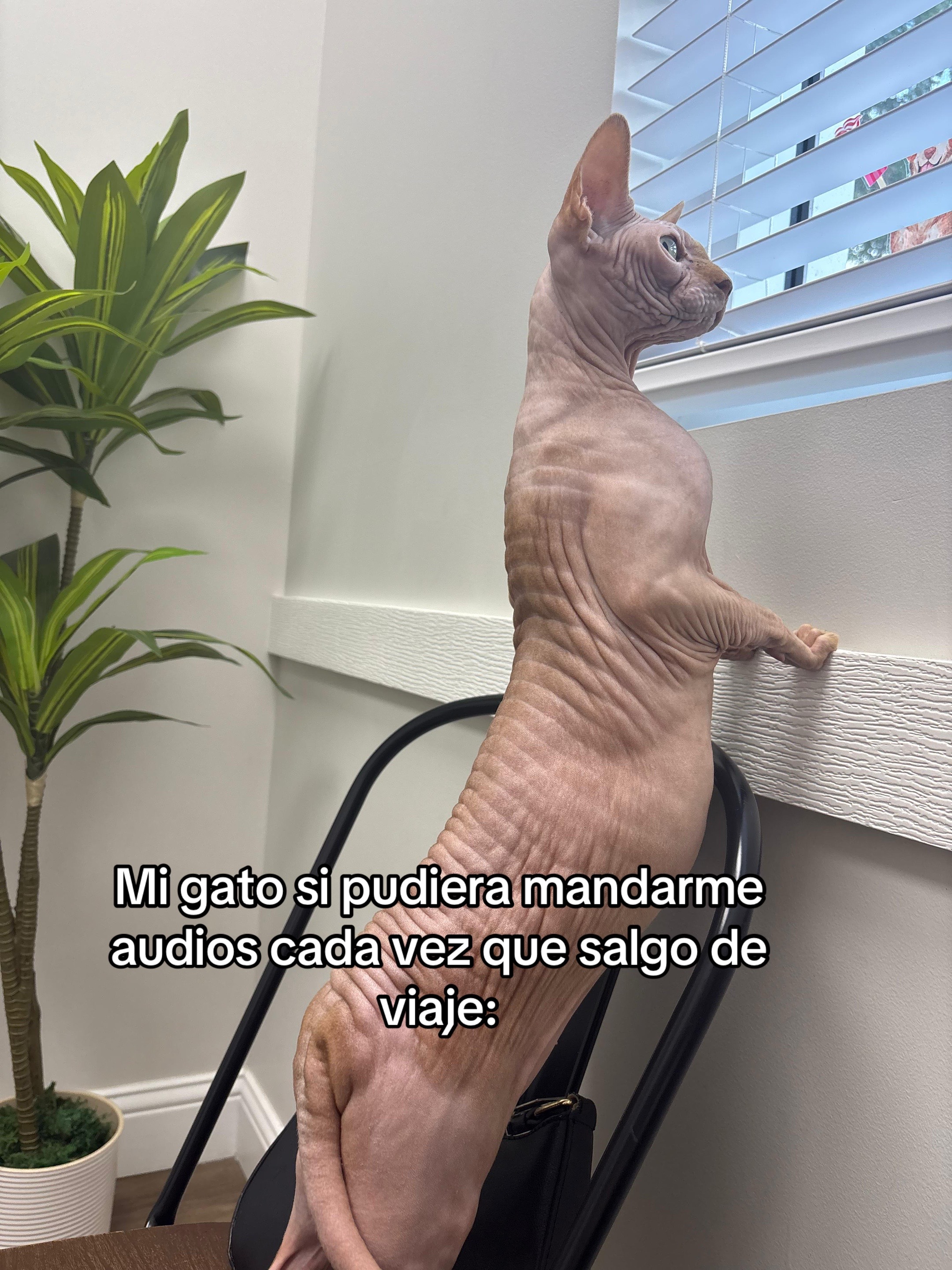 @Yendrylobo