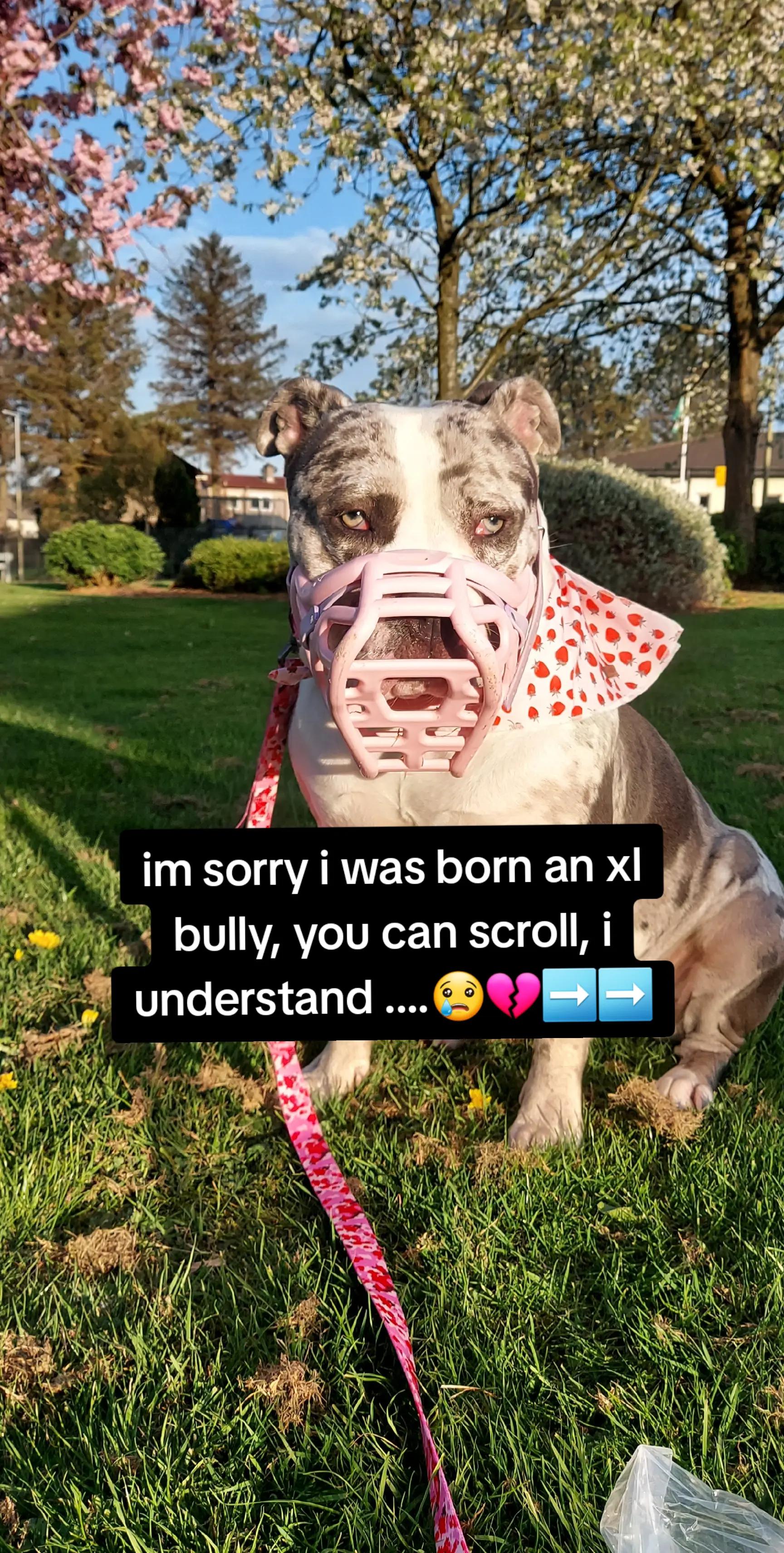 @kirsty+starlight the xl bully