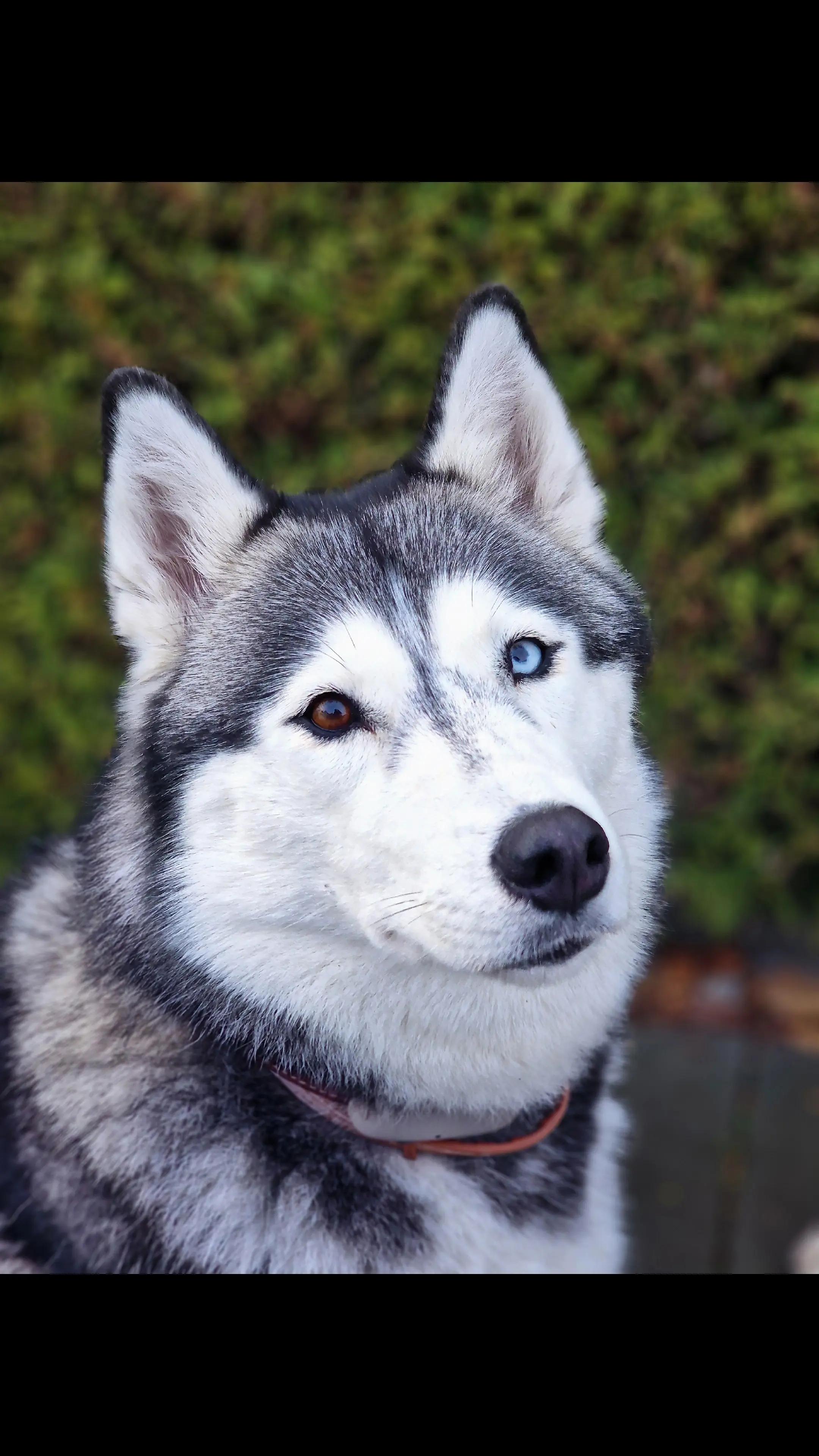 @Husky SkY&AmIgo
