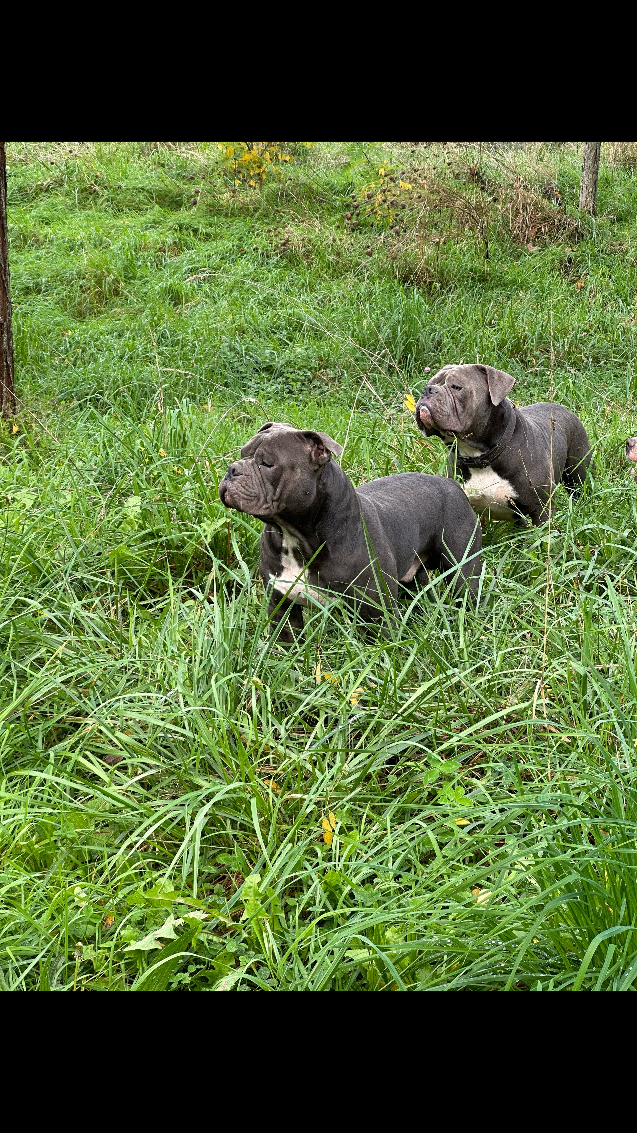 @mosthigh.bullycamp