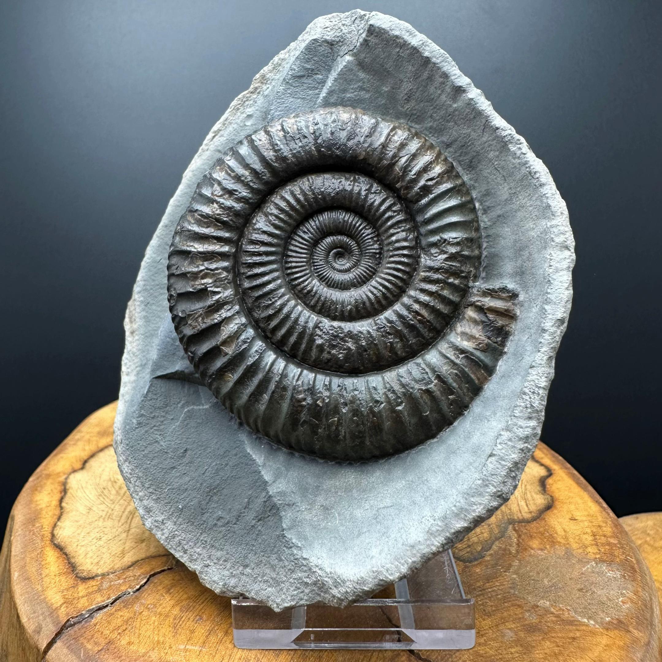 @yorkshire.fossils