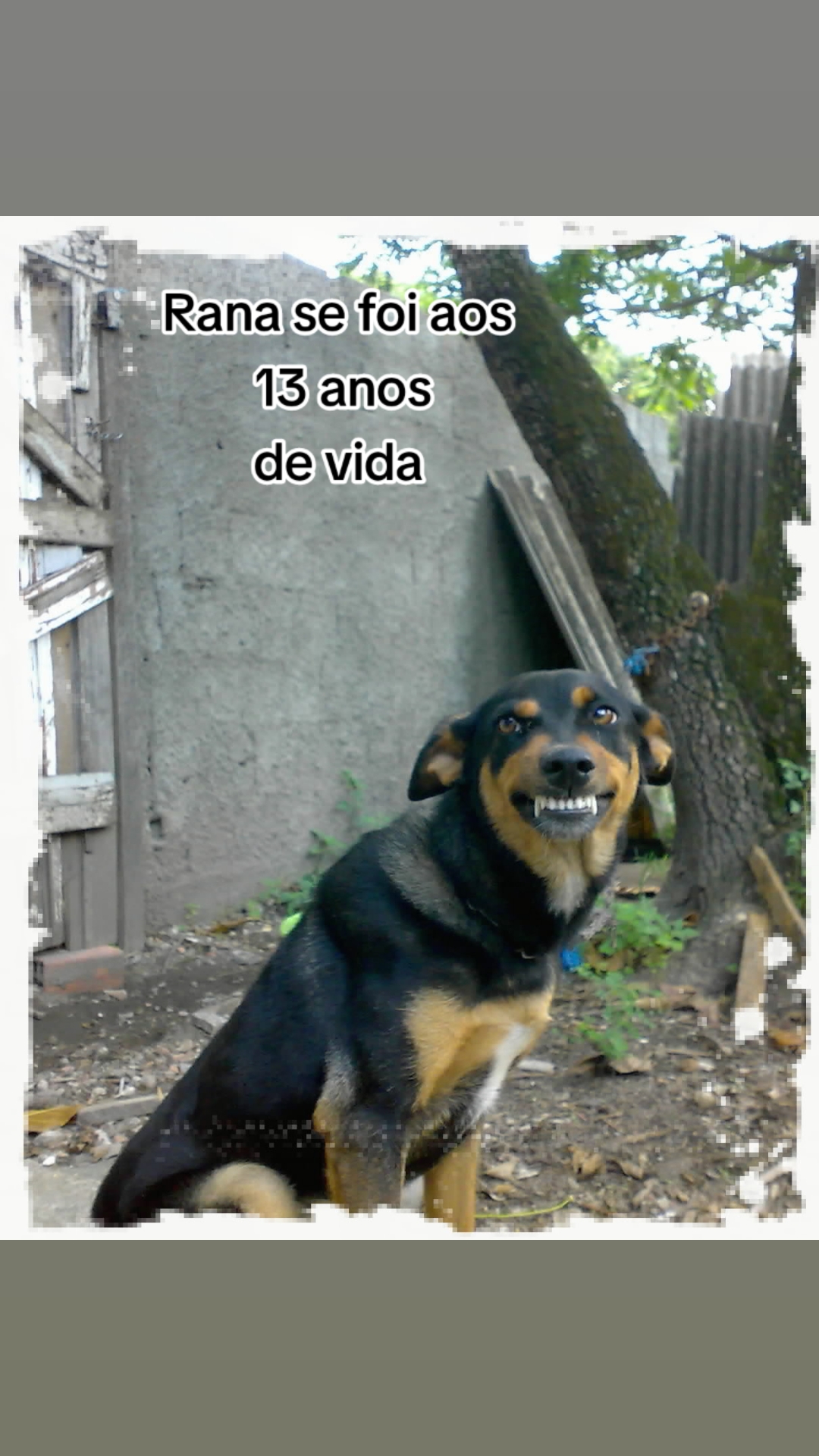 @Pinschers de Paz