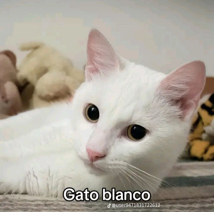 @ombra626