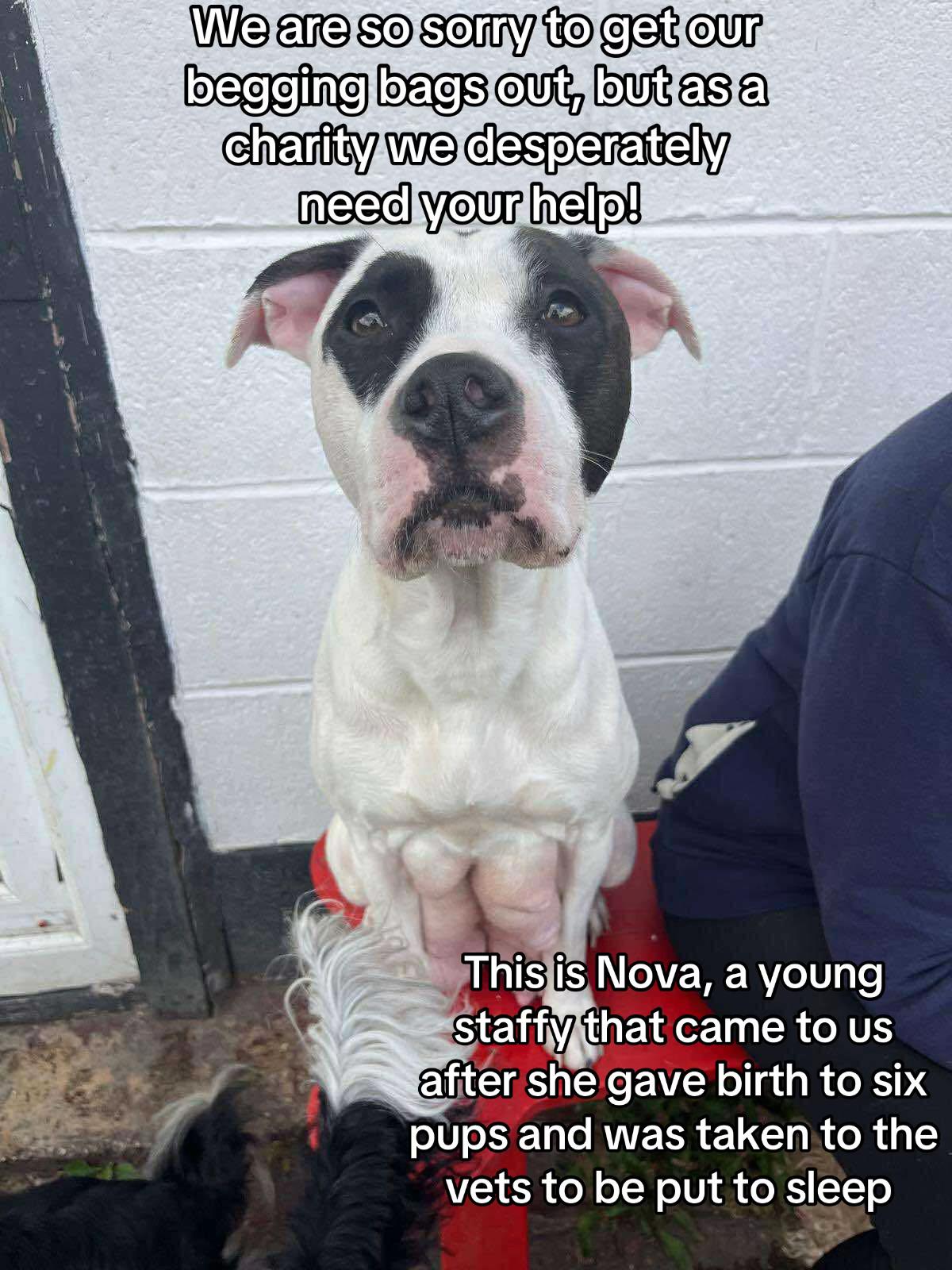 @Homeless hounds