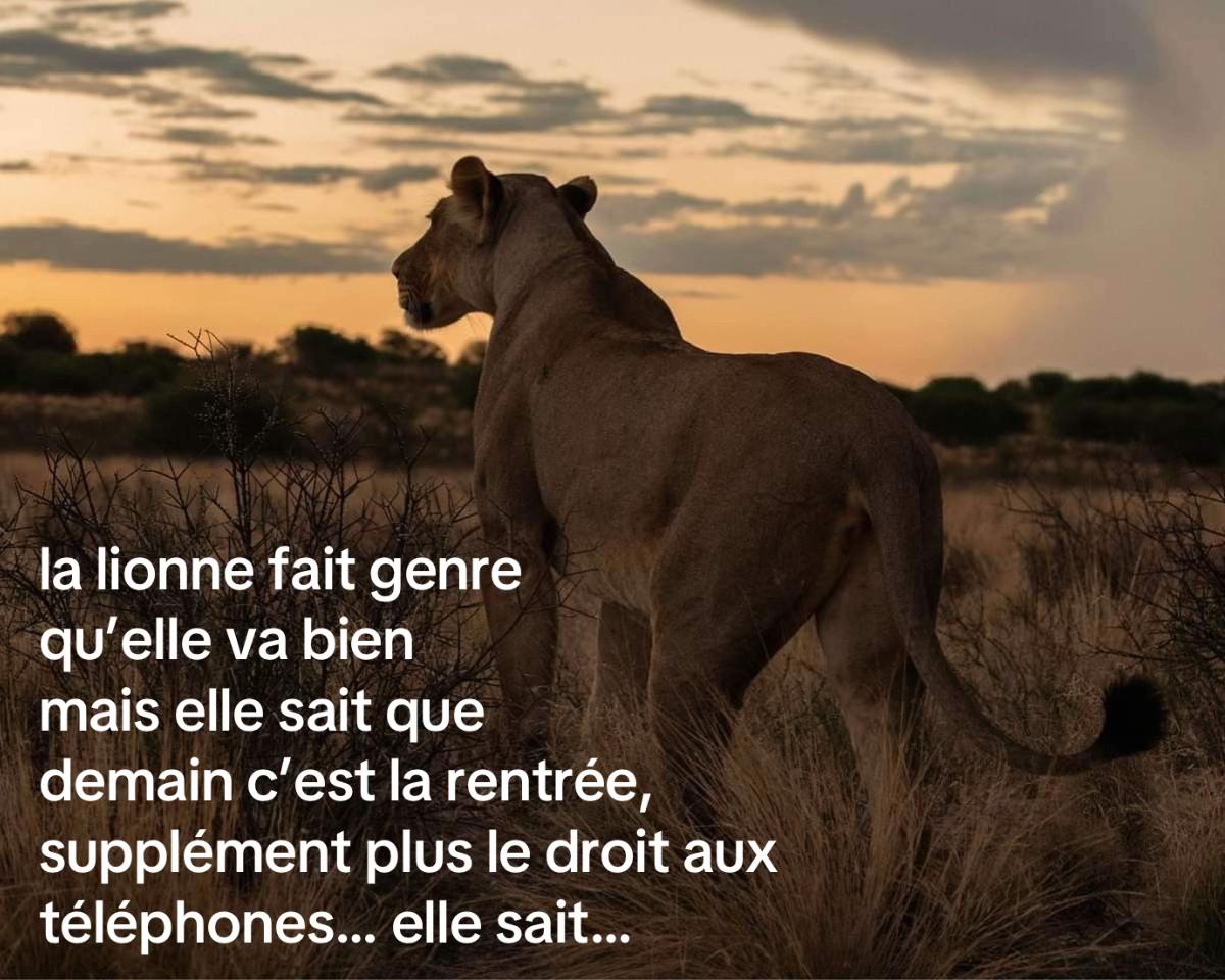 @coline