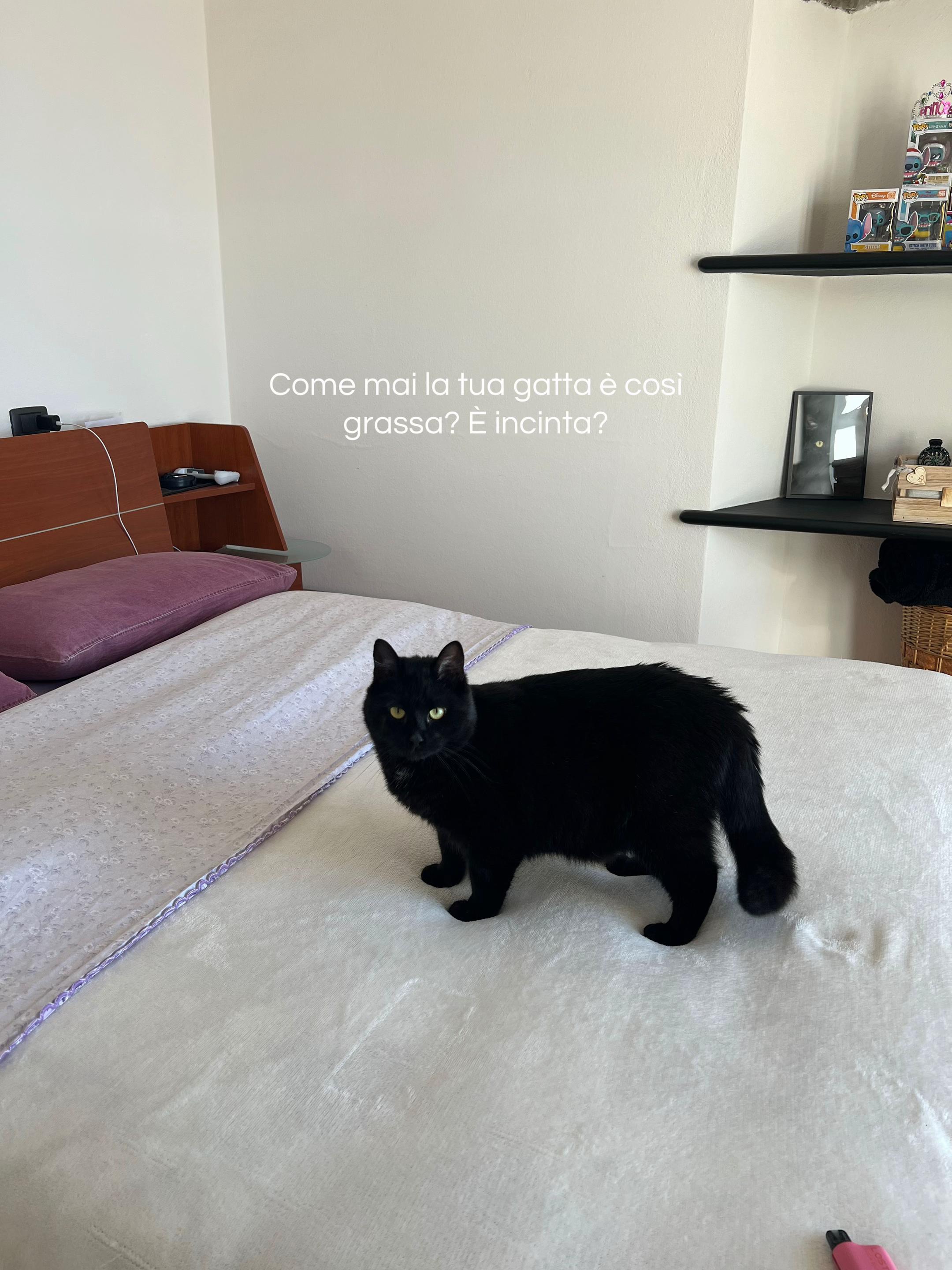 @Giada🐈⬛🖤