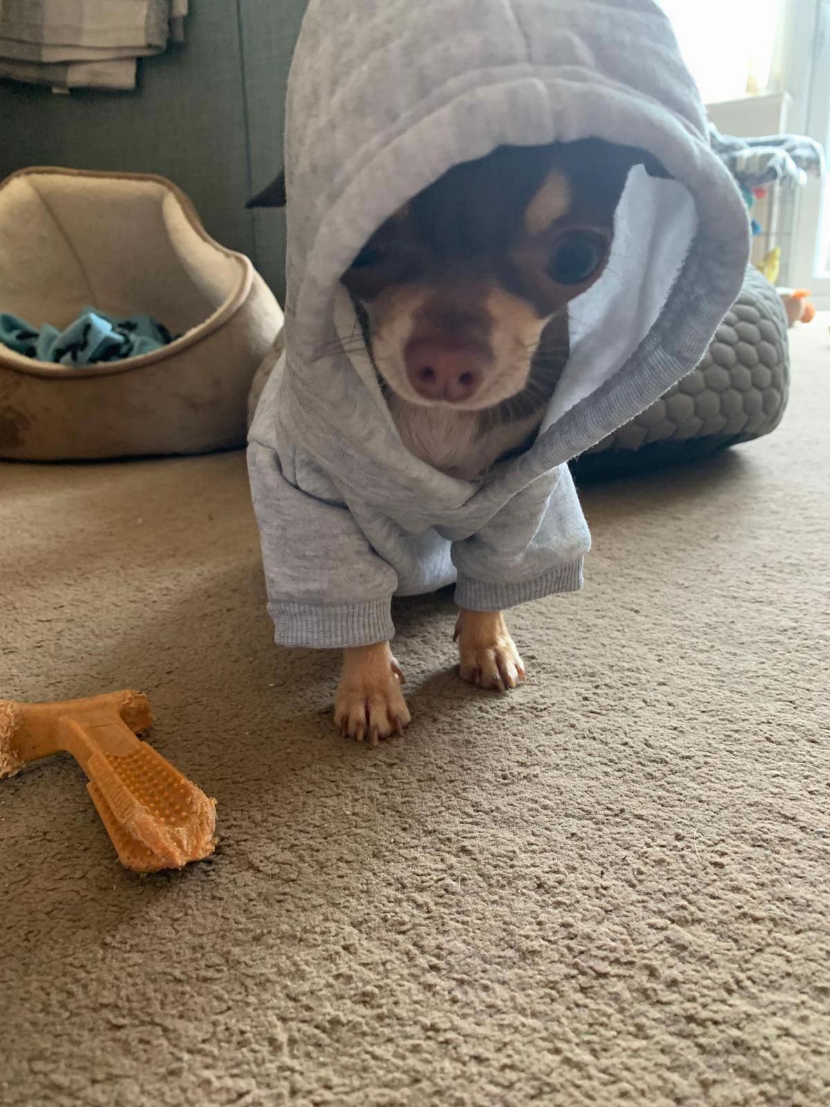 @Suffolk Chihuahuas