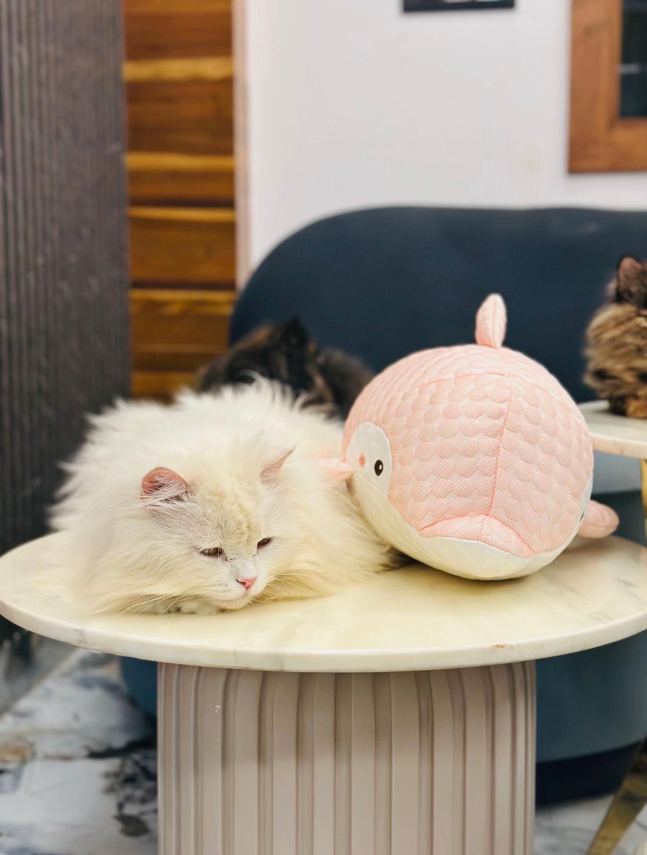 @_purrfecttpaws_