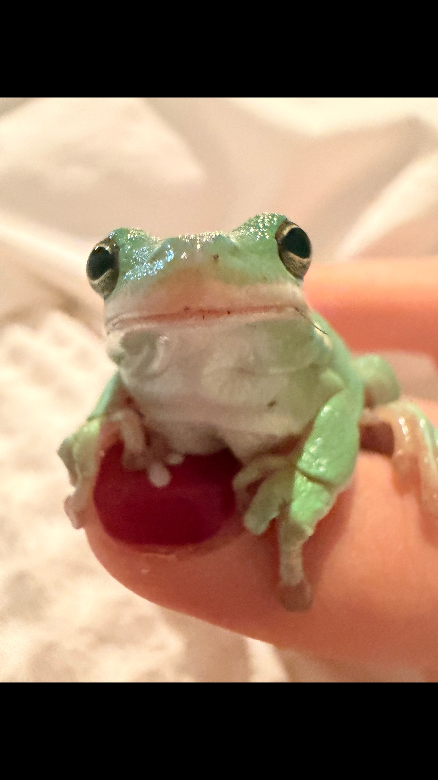 @daily FROG posts 🐸