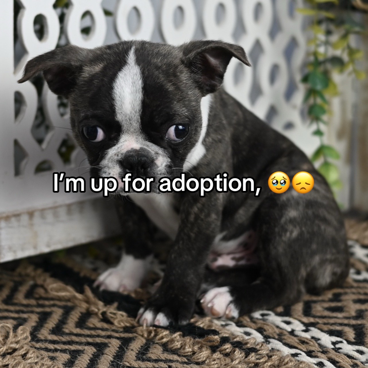 @Boston terriers for adoption